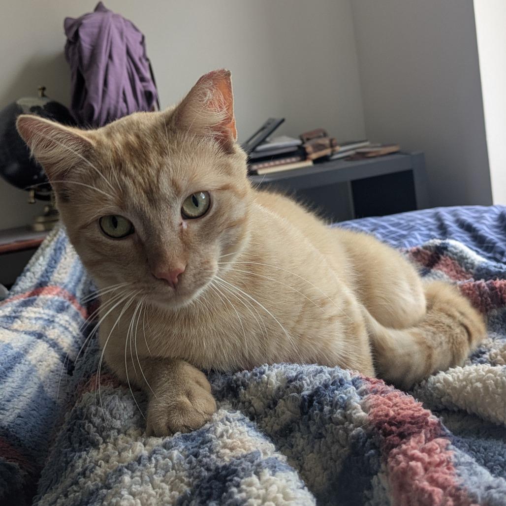 Enlarge Obie, a Adoptable Domestic Short Hair in New York, NY image 2/5