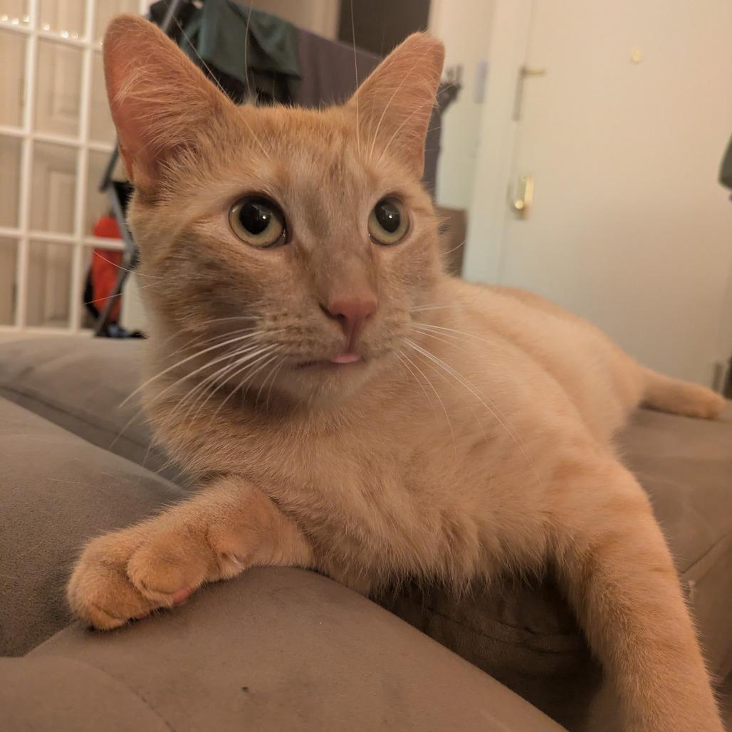 Enlarge Obie, a Adoptable Domestic Short Hair in New York, NY image 3/5