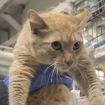 Enlarge Obie, a Adoptable Domestic Short Hair in New York, NY image 4/5
