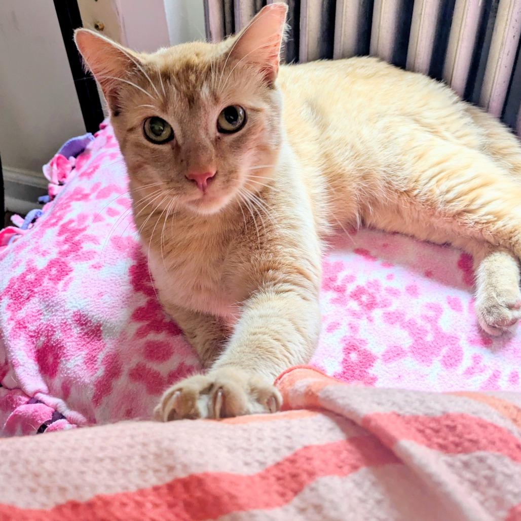 Enlarge Obie, a Adoptable Domestic Short Hair in New York, NY image 5/5