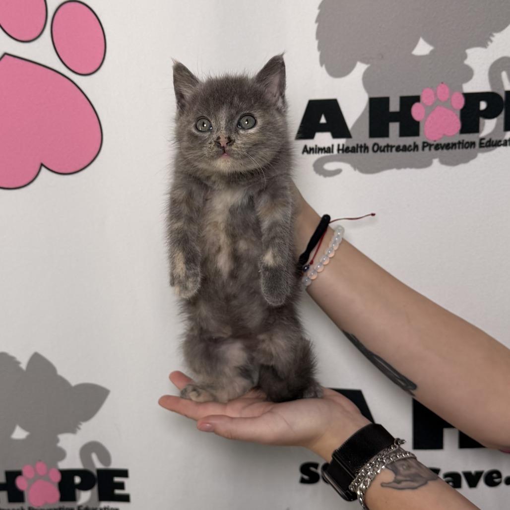 Enlarge Dust Bunny, a Adoptable mixed breed in Milton, FL image 1/4