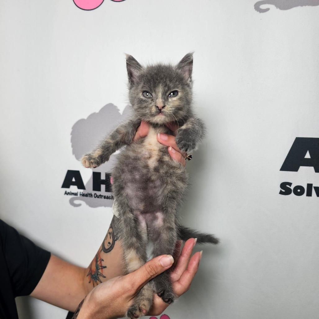 Enlarge Dust Bunny, a Adoptable mixed breed in Milton, FL image 2/4