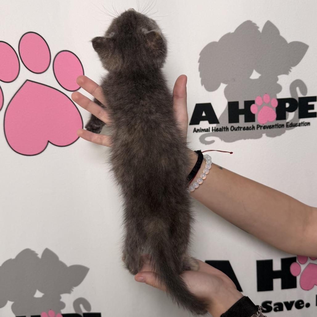 Enlarge Dust Bunny, a Adoptable mixed breed in Milton, FL image 3/4