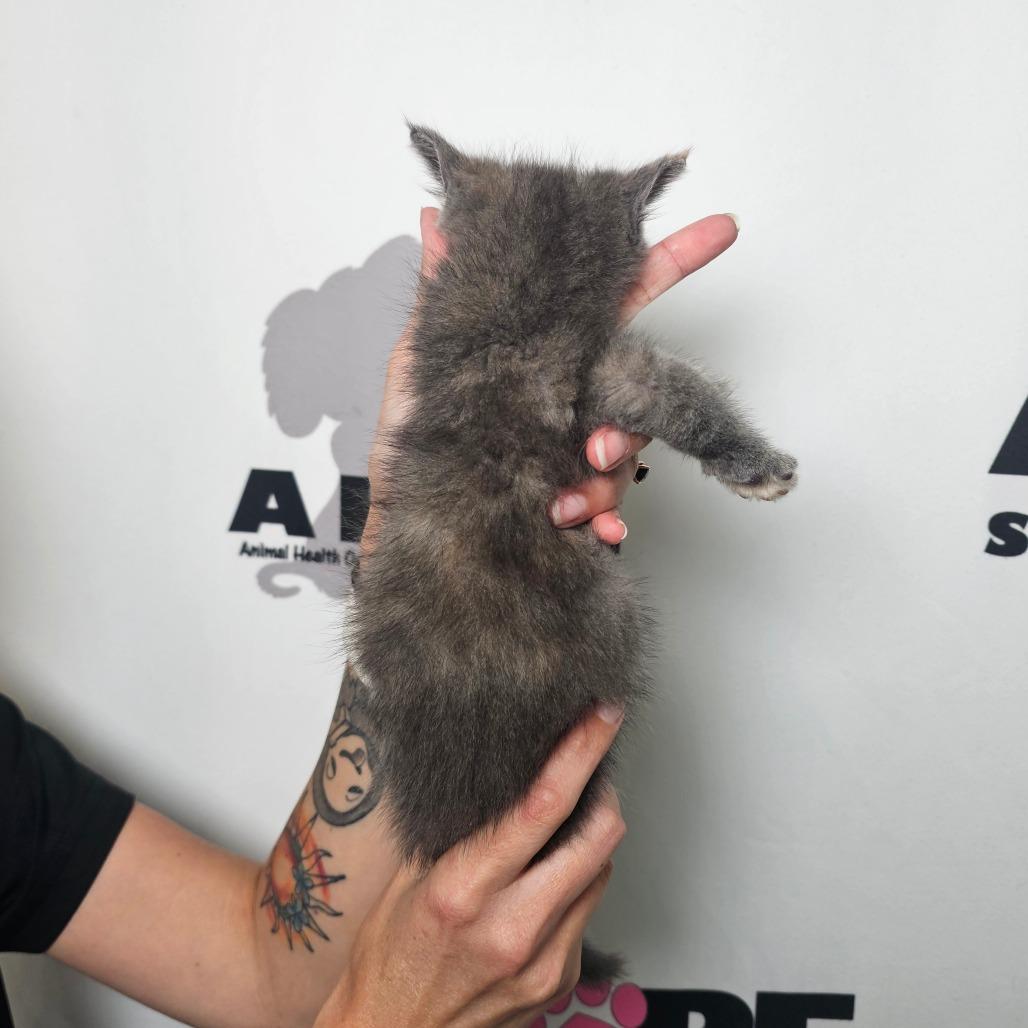 Enlarge Dust Bunny, a Adoptable mixed breed in Milton, FL image 4/4