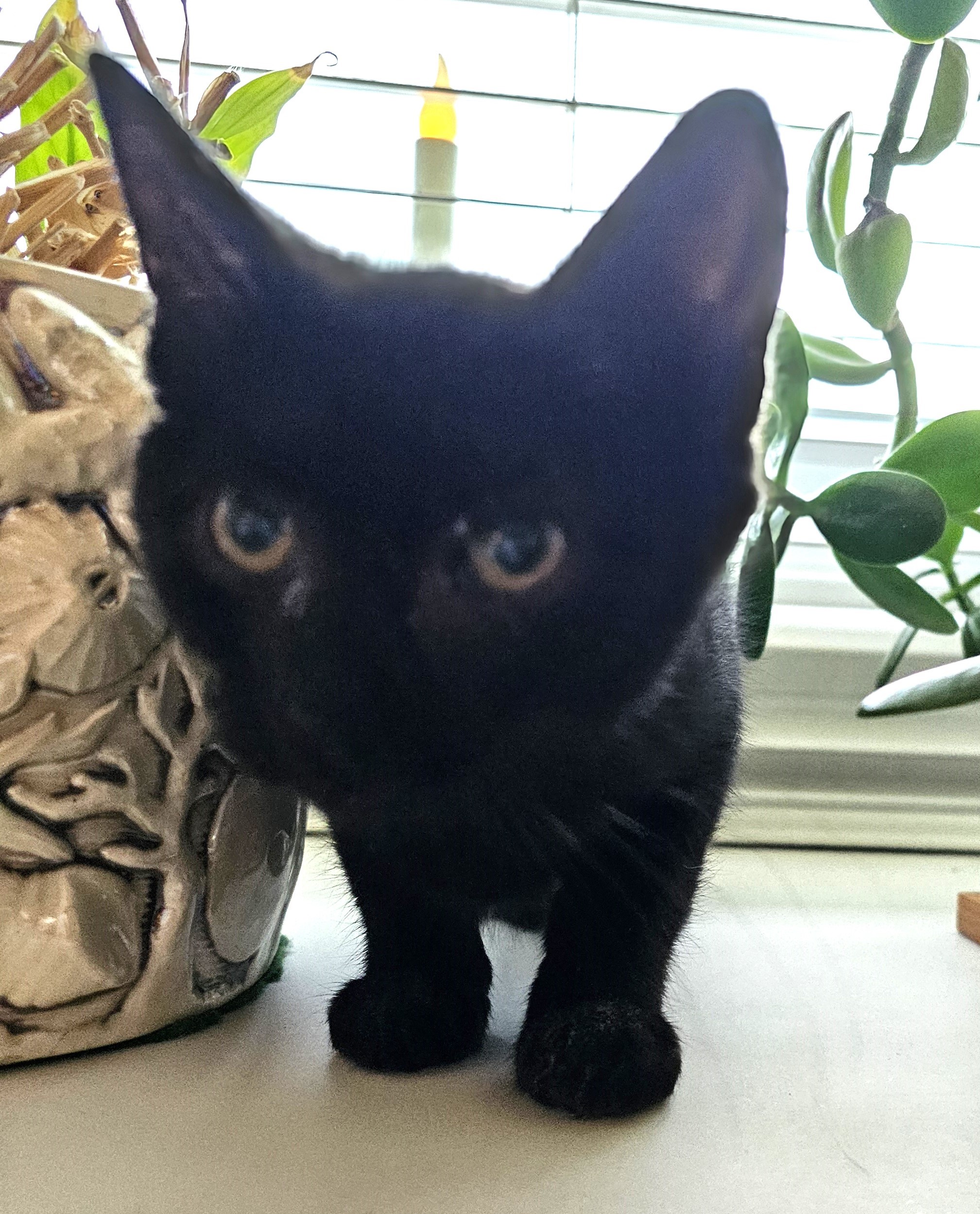 Enlarge Piper, a Adopted Domestic Short Hair in Pleasantville, NJ image 1/1