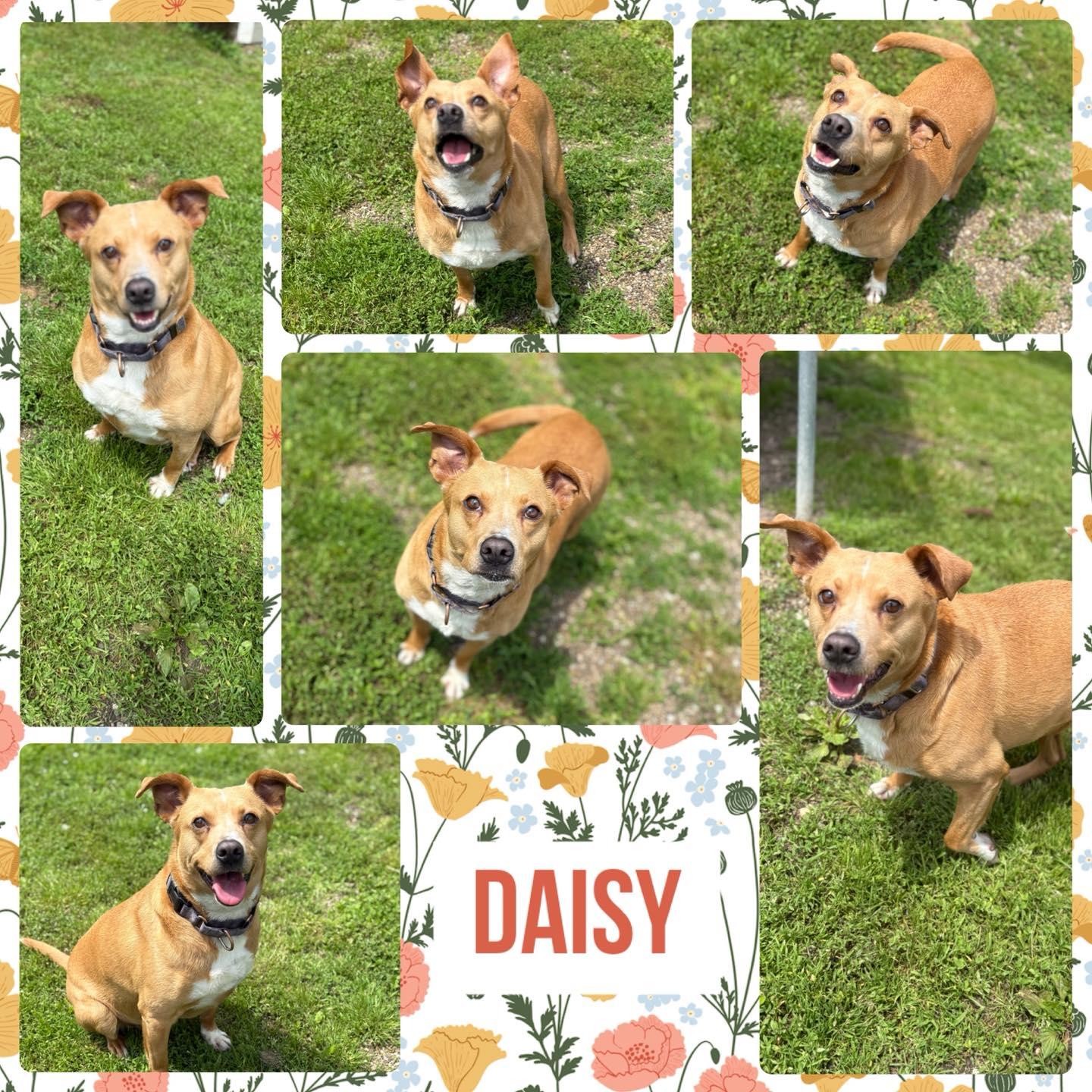 Enlarge Whoopsie Daisy (Daisy), a Adopted mixed breed in Huntington, WV image 1/2