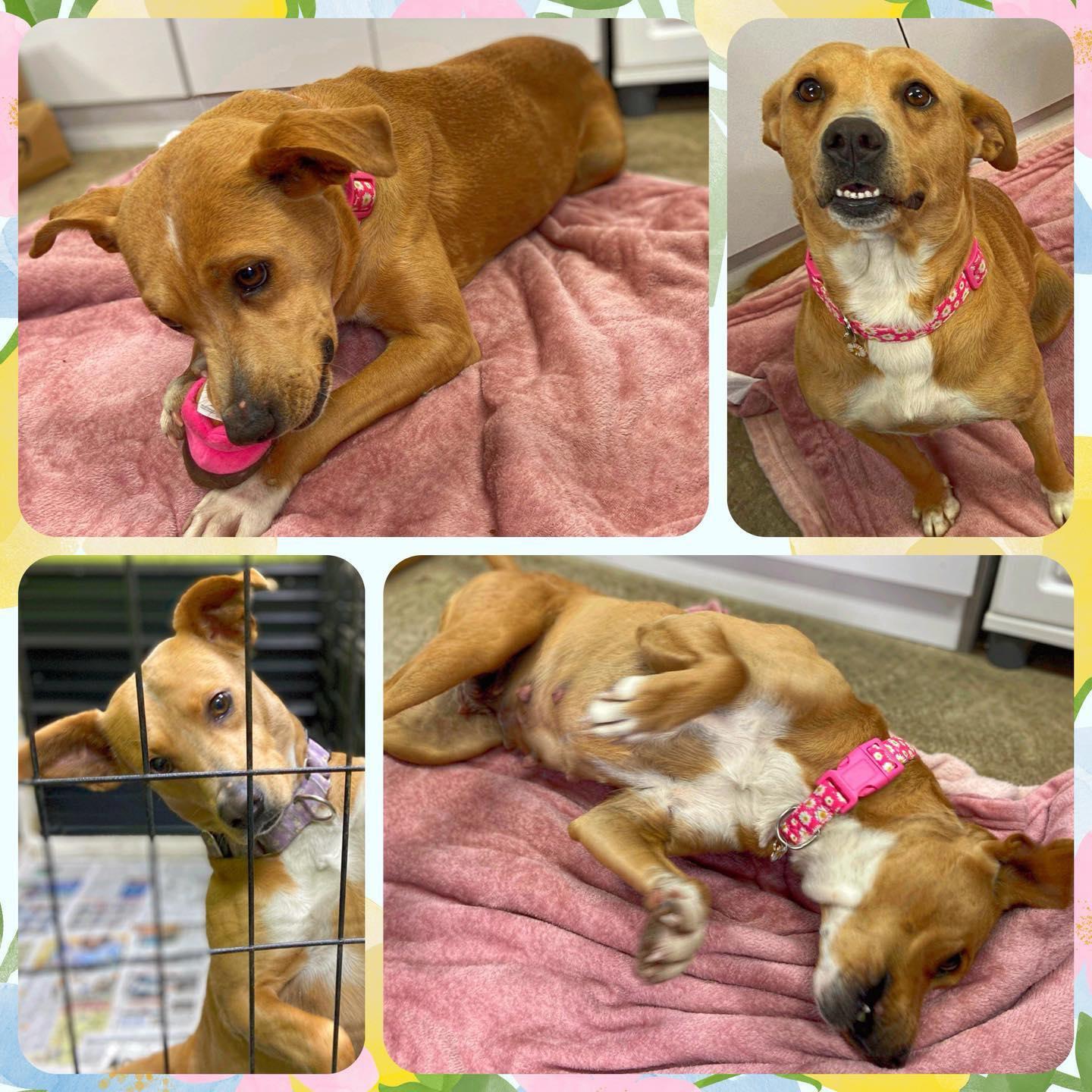 Enlarge Whoopsie Daisy (Daisy), a Adopted mixed breed in Huntington, WV image 2/2