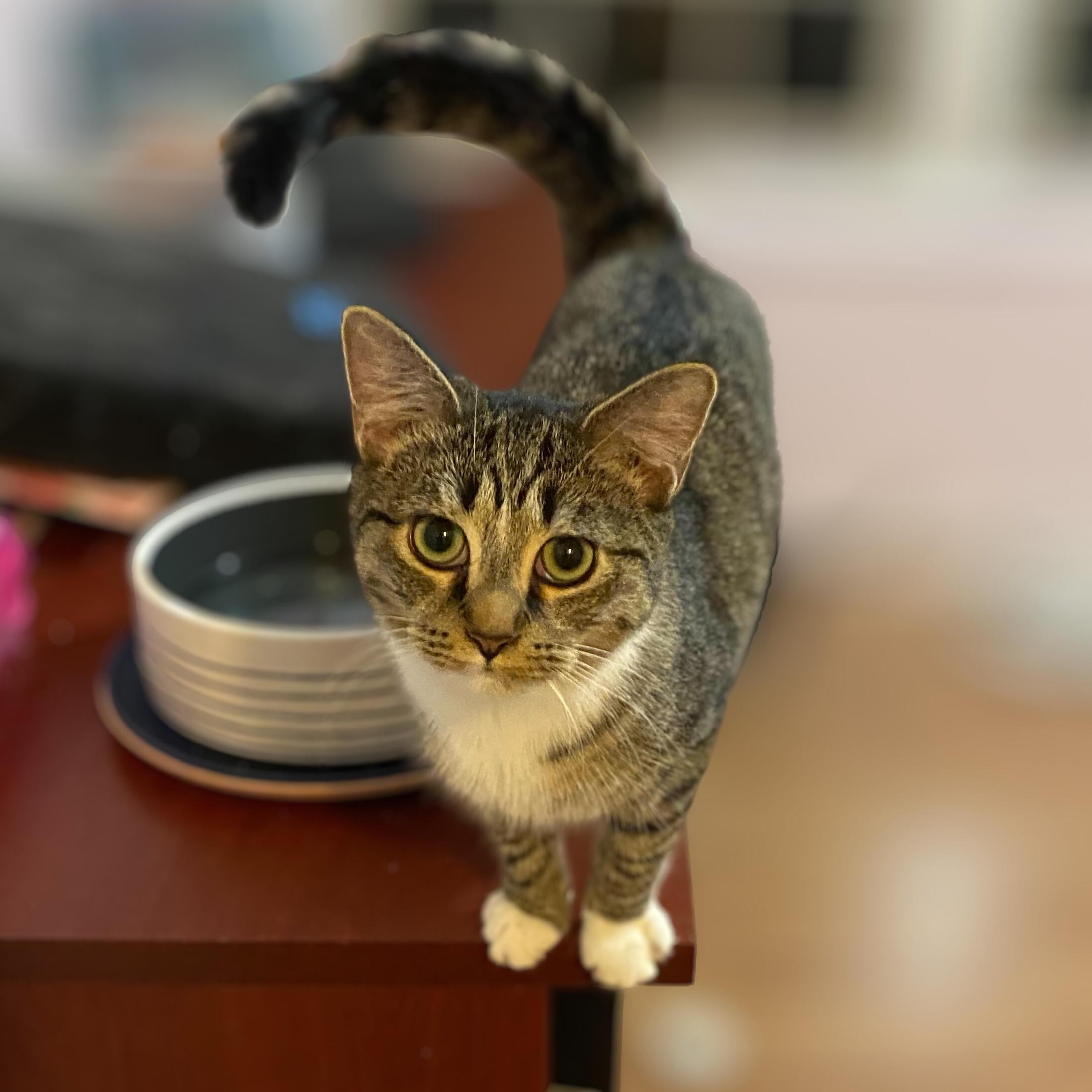 Topaz, ADOPTABLE, Young Female Domestic Short Hair.