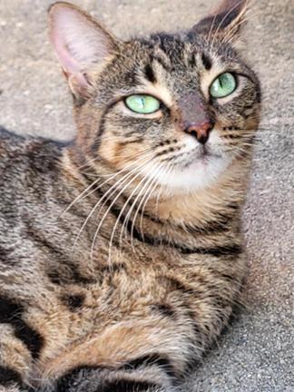 Beautiful Sheila for Adoption !, Adoptable, Adult Female Tabby & Torbie.