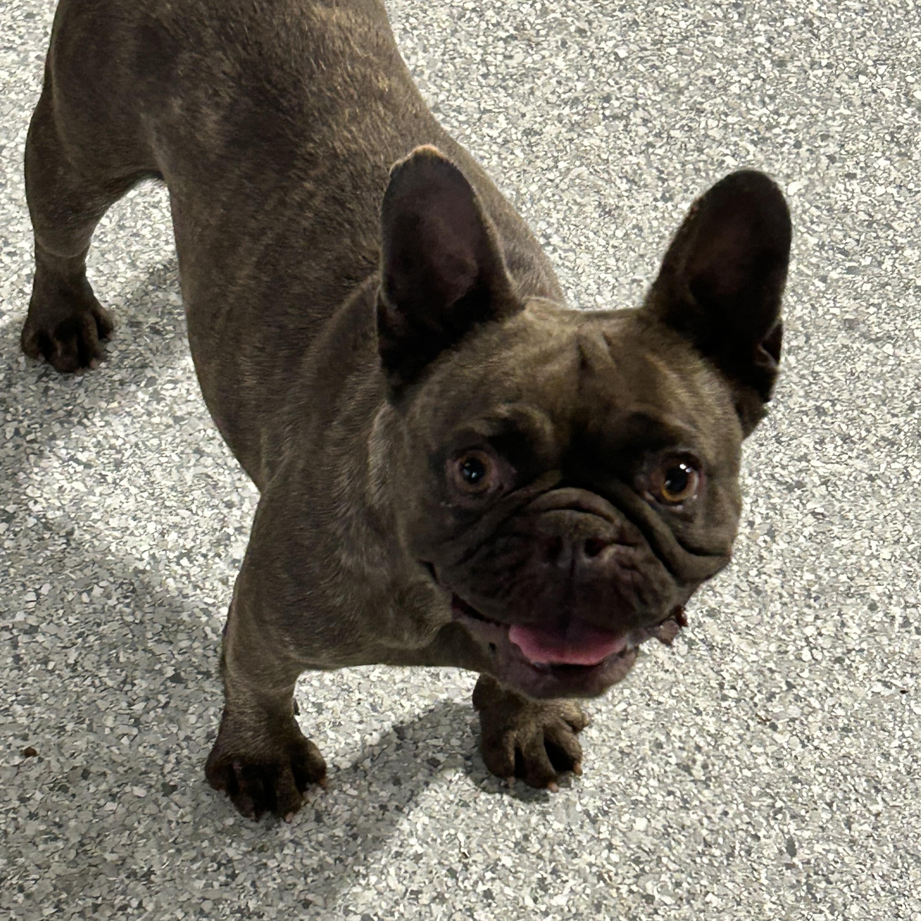 Enlarge Faye, a Adoptable French Bulldog in Maumee , OH image 2/3