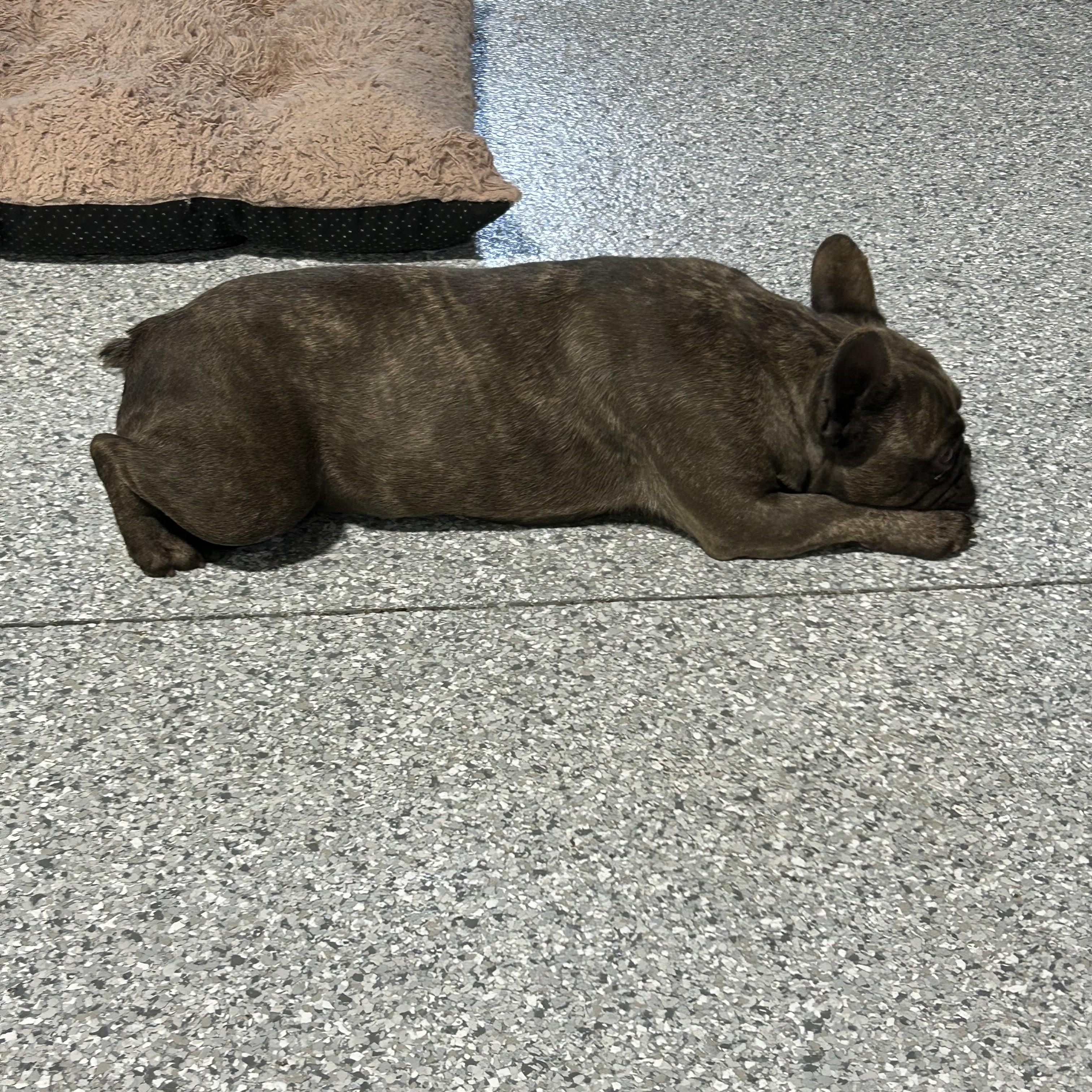 Enlarge Faye, a Adoptable French Bulldog in Maumee , OH image 3/3