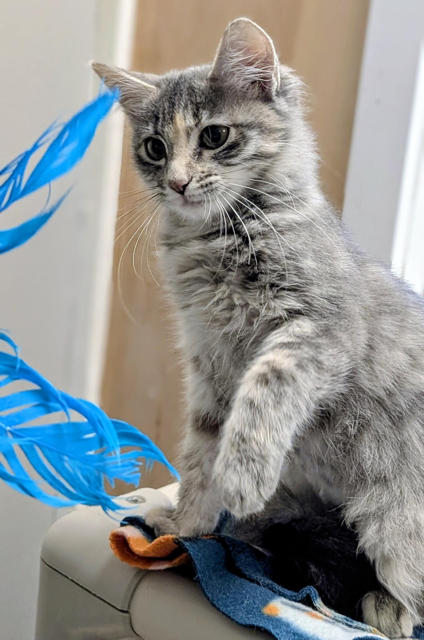 Squirrel, Adoptable, Kitten Female Domestic Medium Hair.