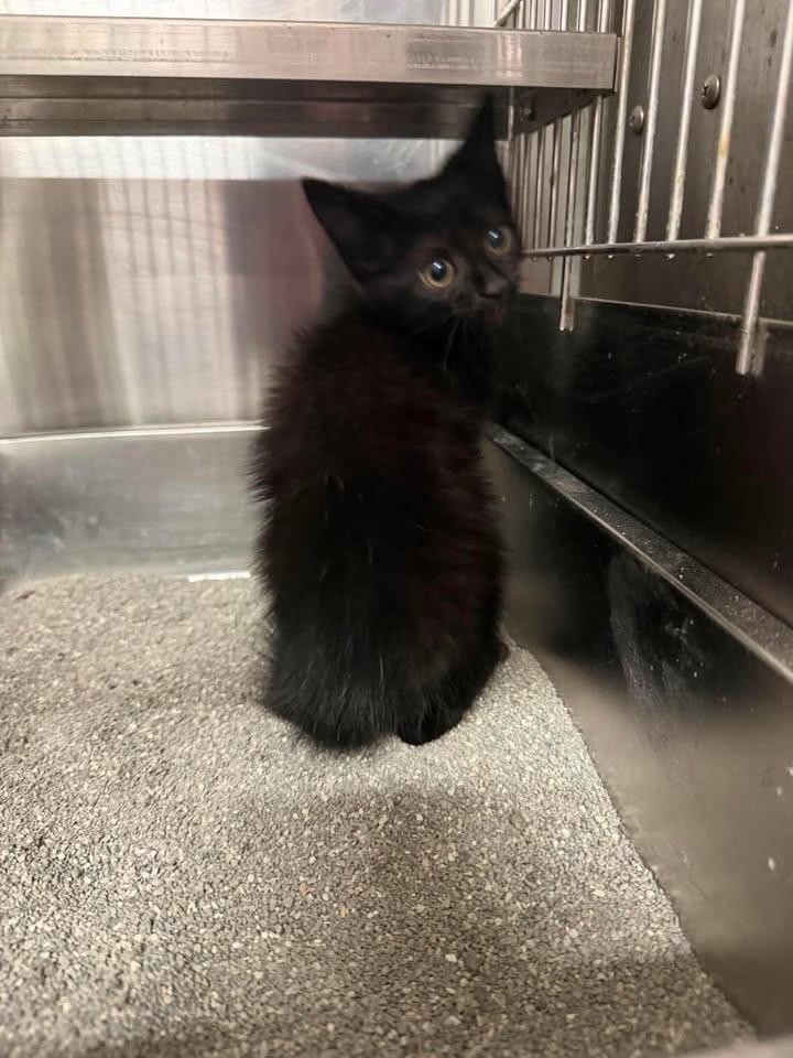 Purrmine Granger, Adoptable, Kitten Female Domestic Long Hair.