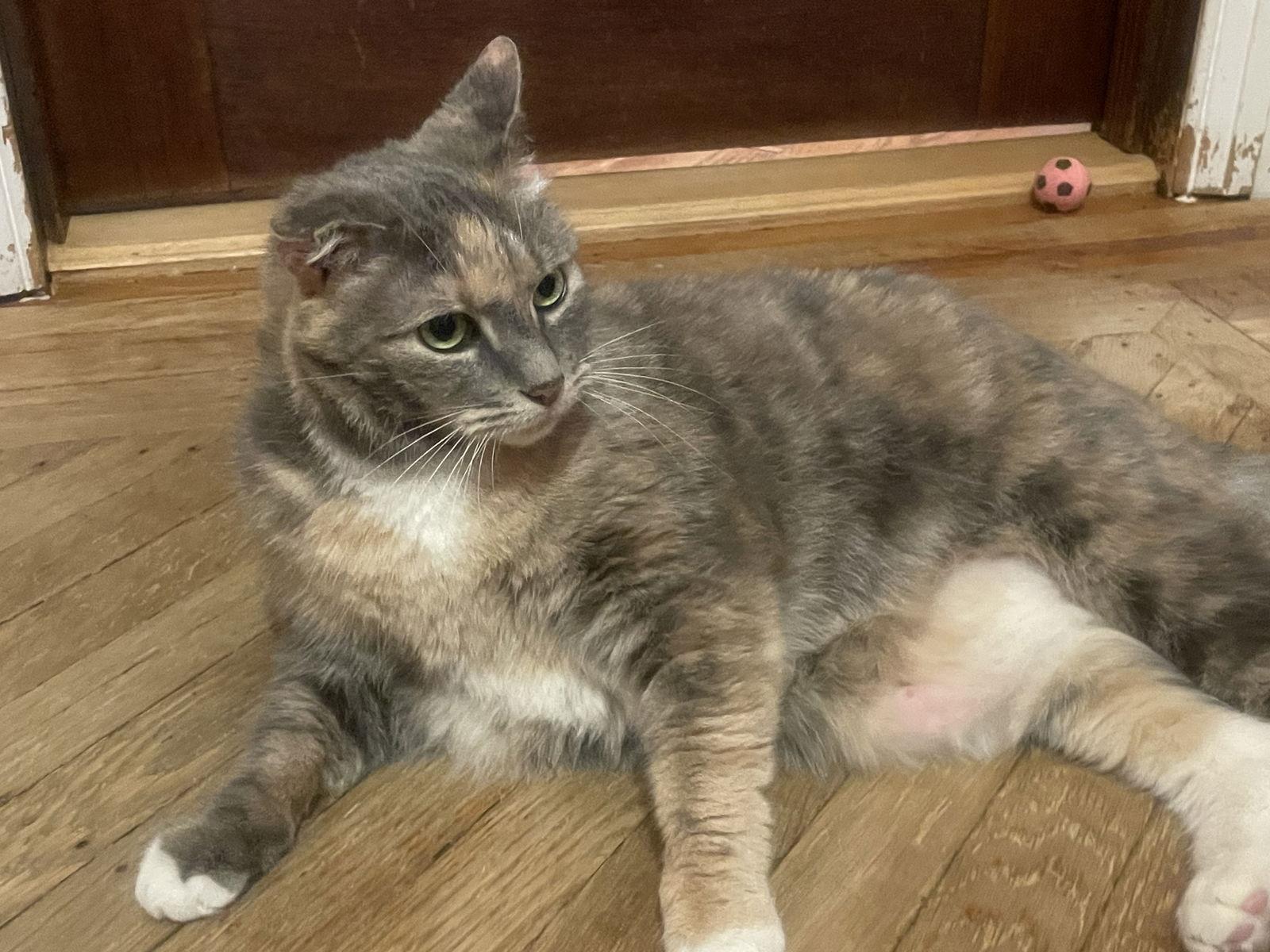 Snickers thumbnail 2