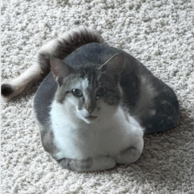 Phantom, Adoptable, Adult Male Domestic Short Hair.