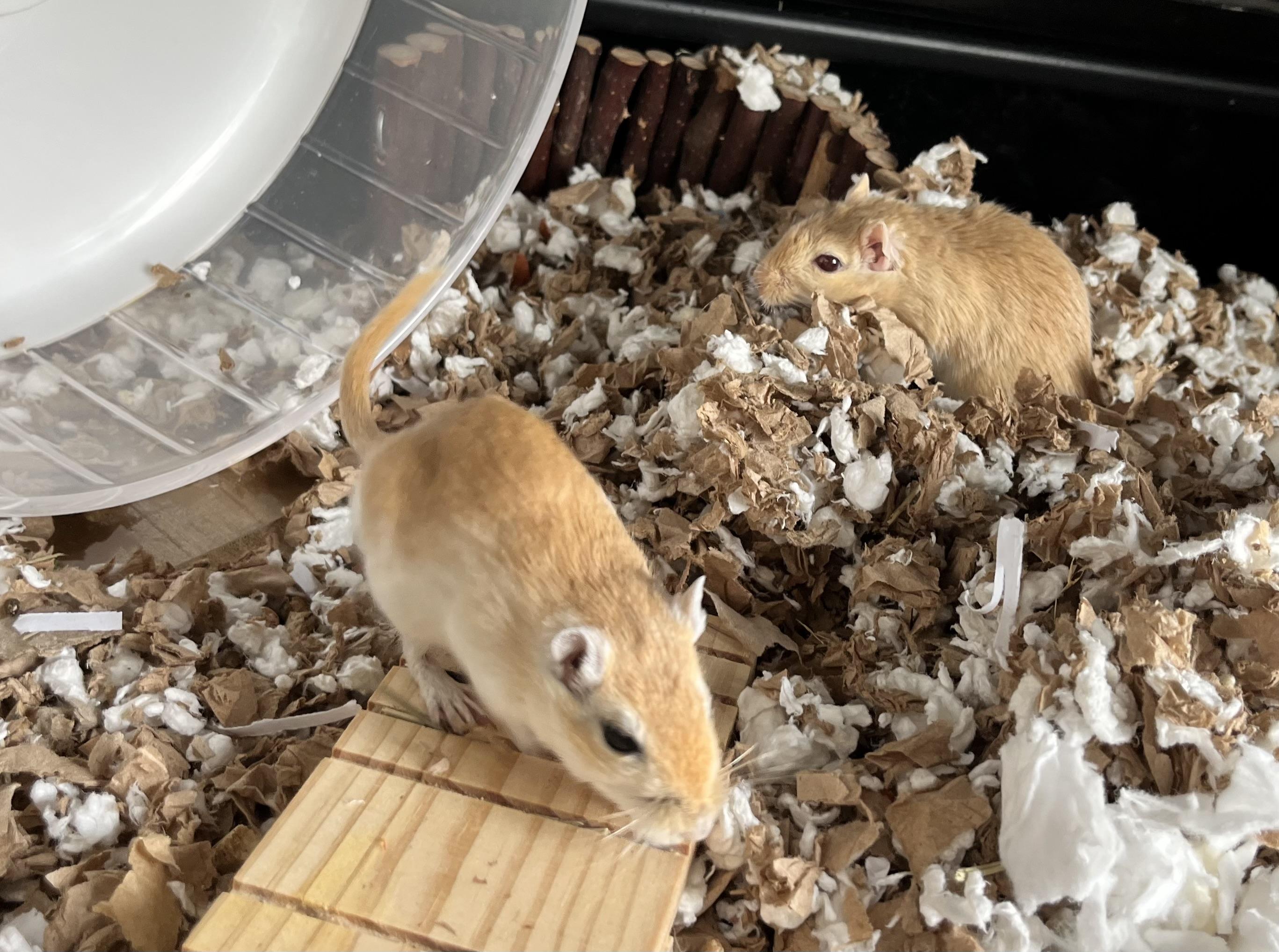 Gavin & Graham, Adult Male unknown