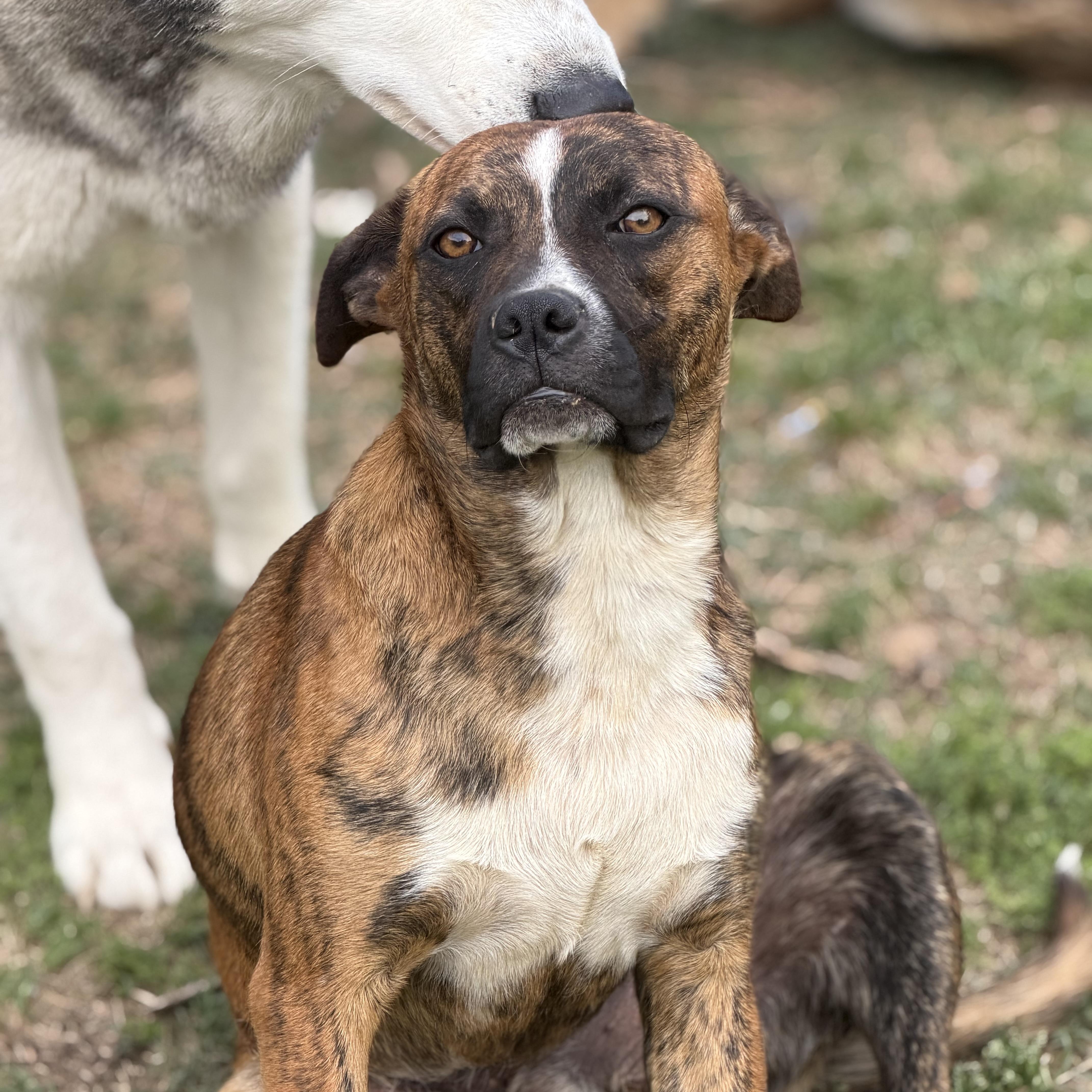 Enlarge Odin (150.00 adoption fee), a Adoptable mixed breed in Roscoe, IL image 3/4