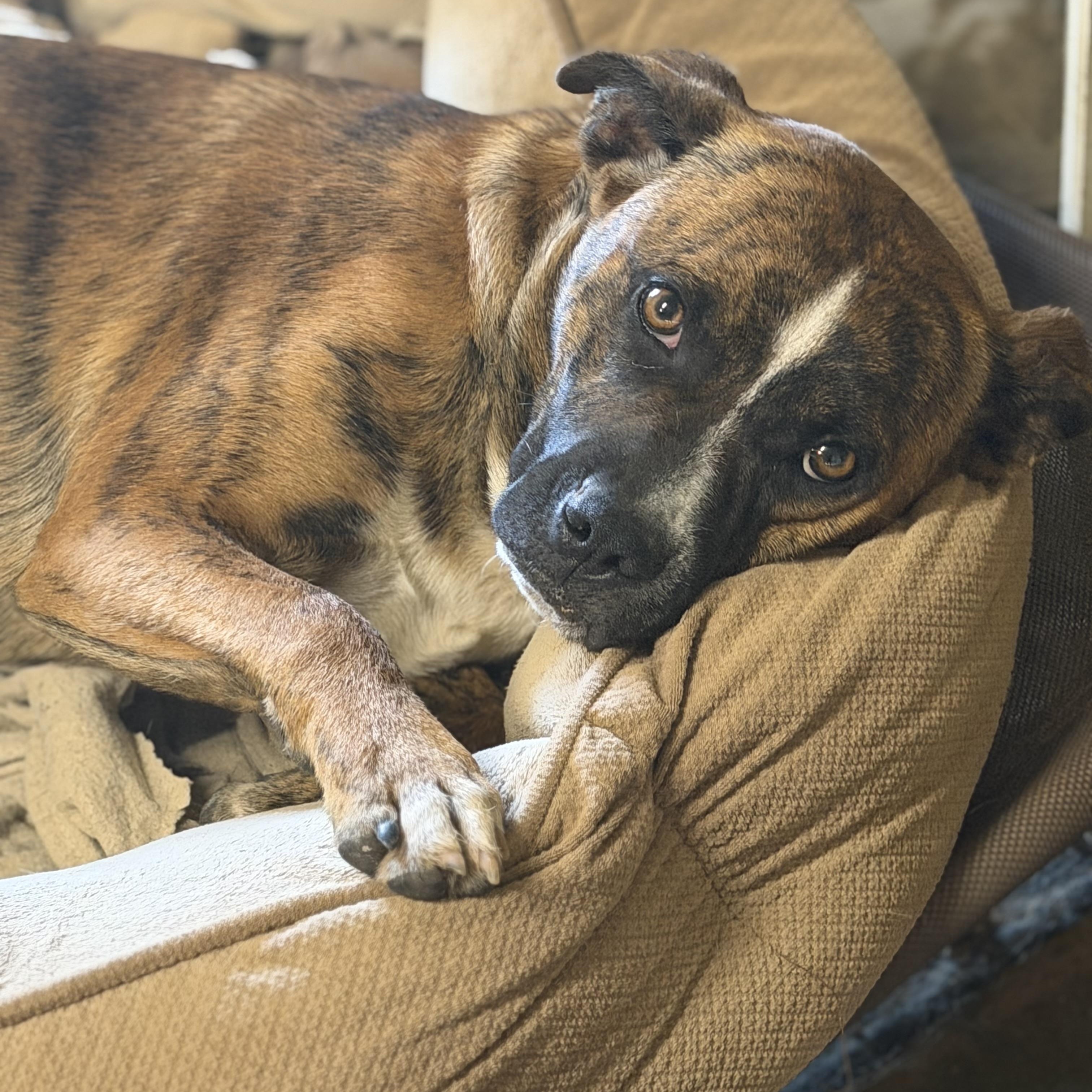 Odin (150.00 adoption fee), Adoptable, Young Male Plott Hound & Boxer.