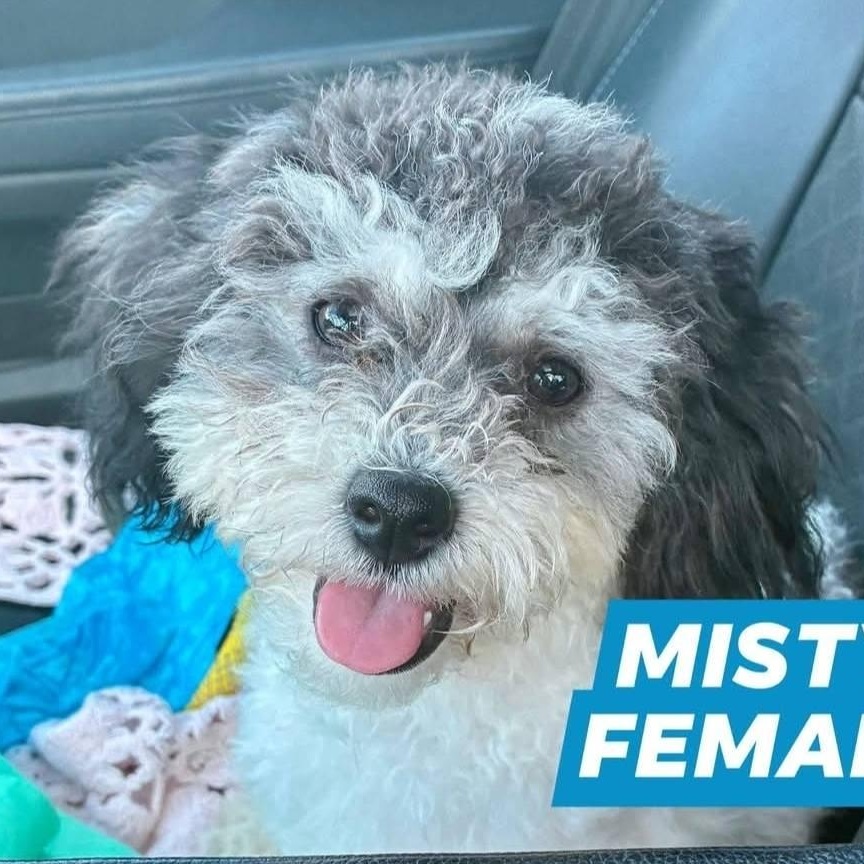 Misty, adopted, Young Female Bichon Frise & Shih Tzu.