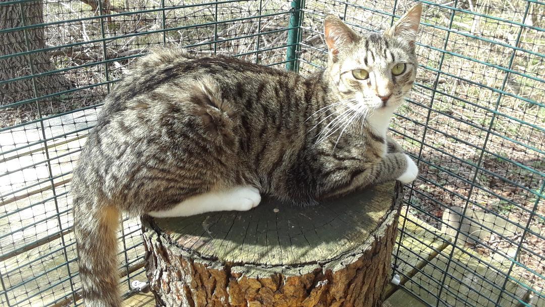 Pippin, a Adoptable Domestic Short Hair in Millerton, PA image 2/6