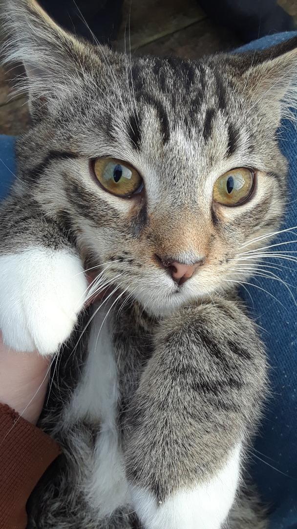 Pippin, a Adoptable Domestic Short Hair in Millerton, PA image 5/6