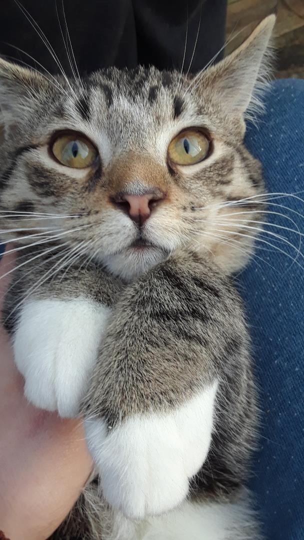 Pippin, a Adoptable Domestic Short Hair in Millerton, PA image 1/6