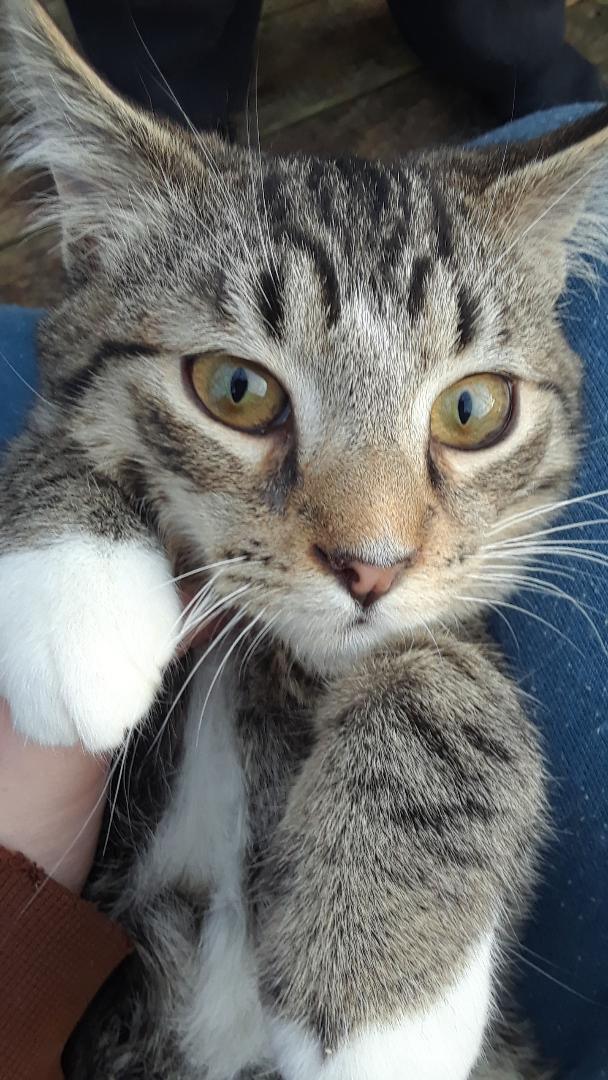Pippin, a Adoptable Domestic Short Hair in Millerton, PA image 6/6