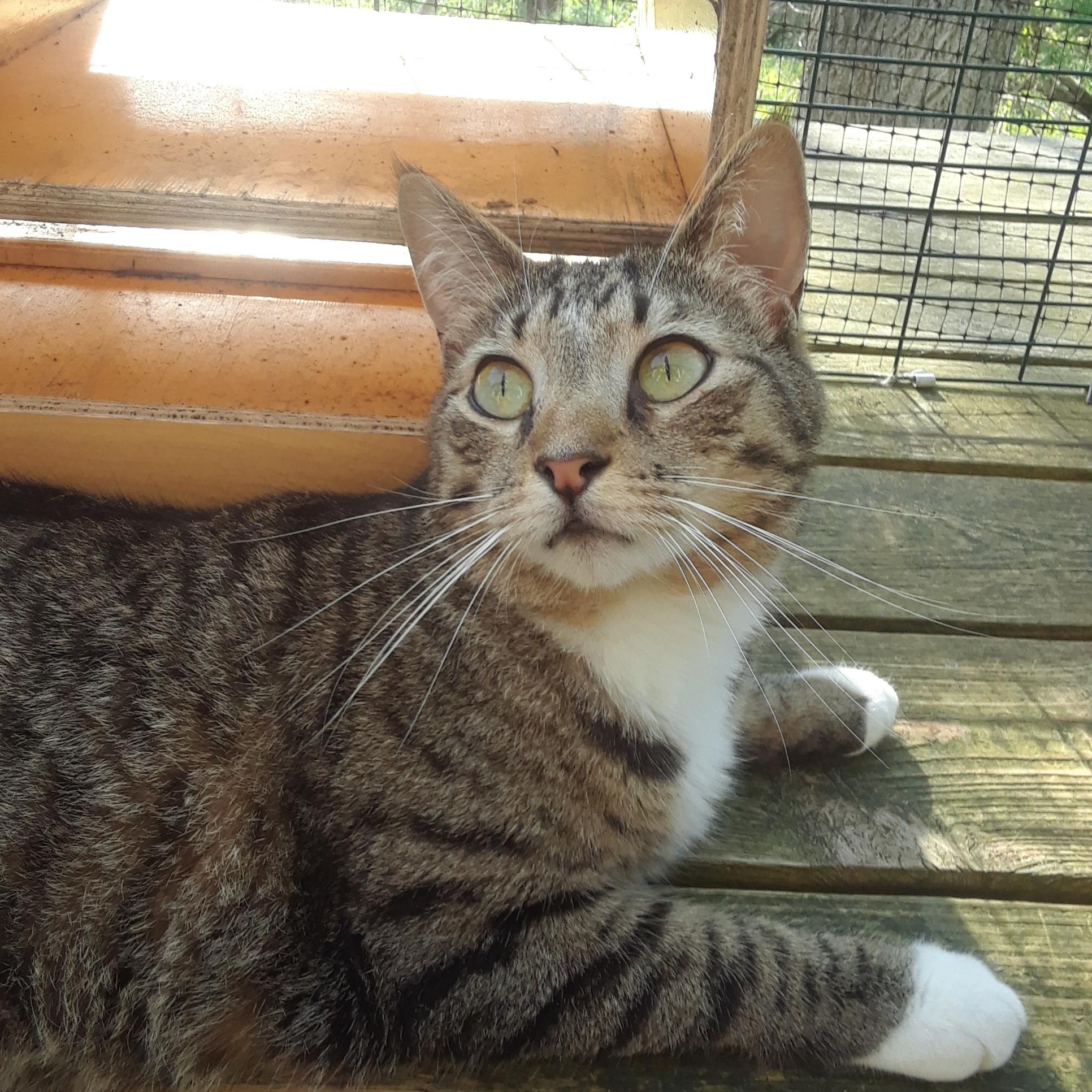 Pippin, a Adoptable Domestic Short Hair in Millerton, PA image 1/6