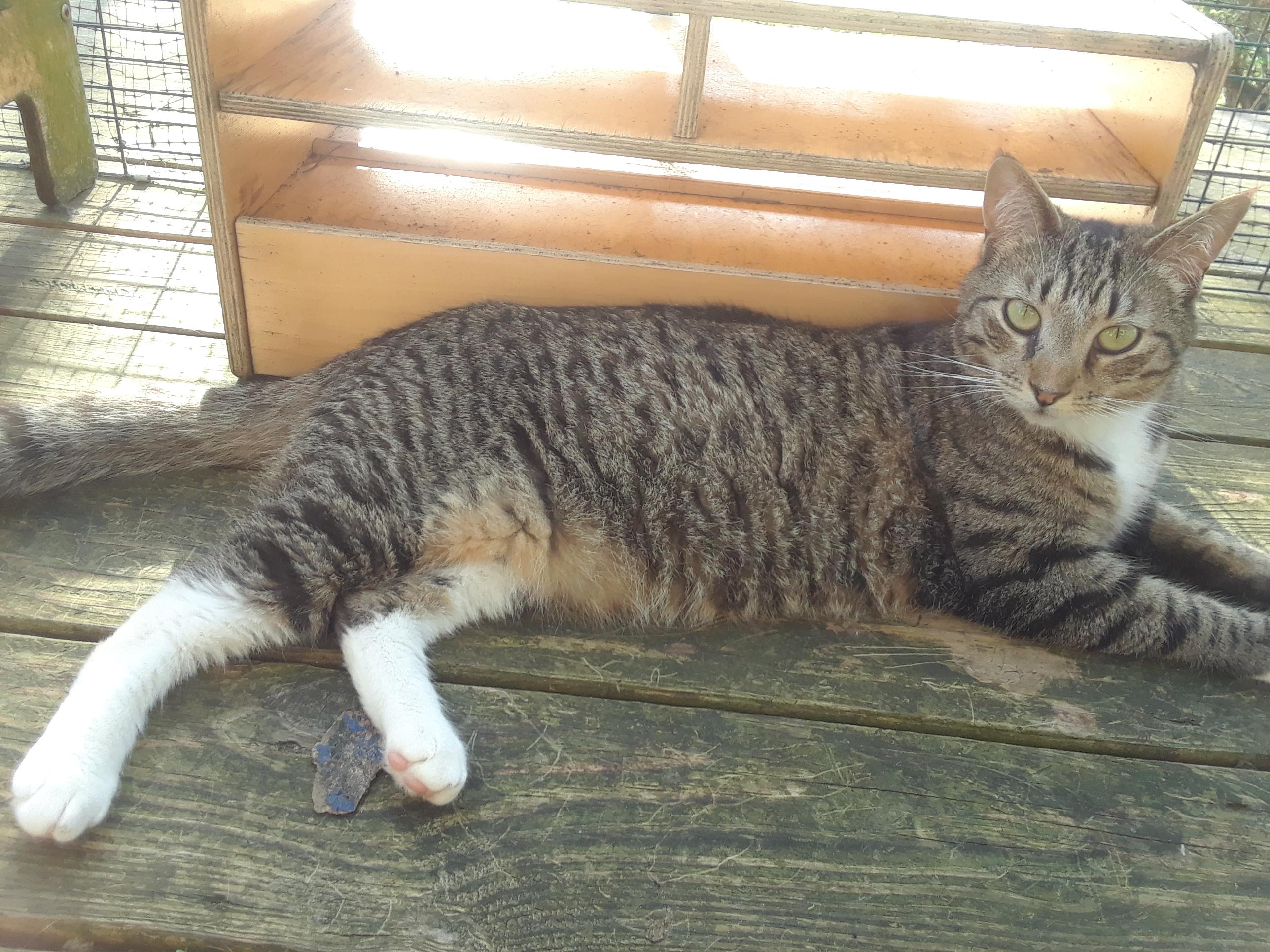 Pippin, a Adoptable Domestic Short Hair in Millerton, PA image 3/6