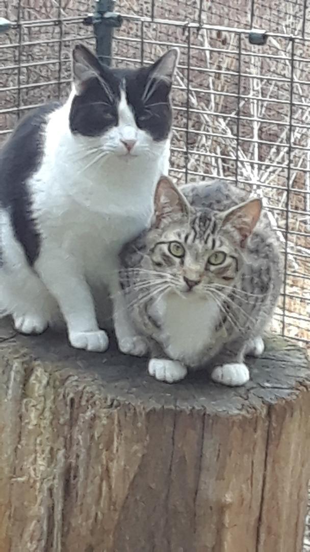 Pippin, a Adoptable Domestic Short Hair in Millerton, PA image 4/6