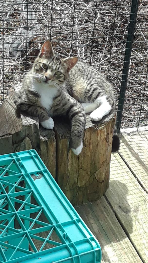 Pippin, a Adoptable Domestic Short Hair in Millerton, PA image 3/6