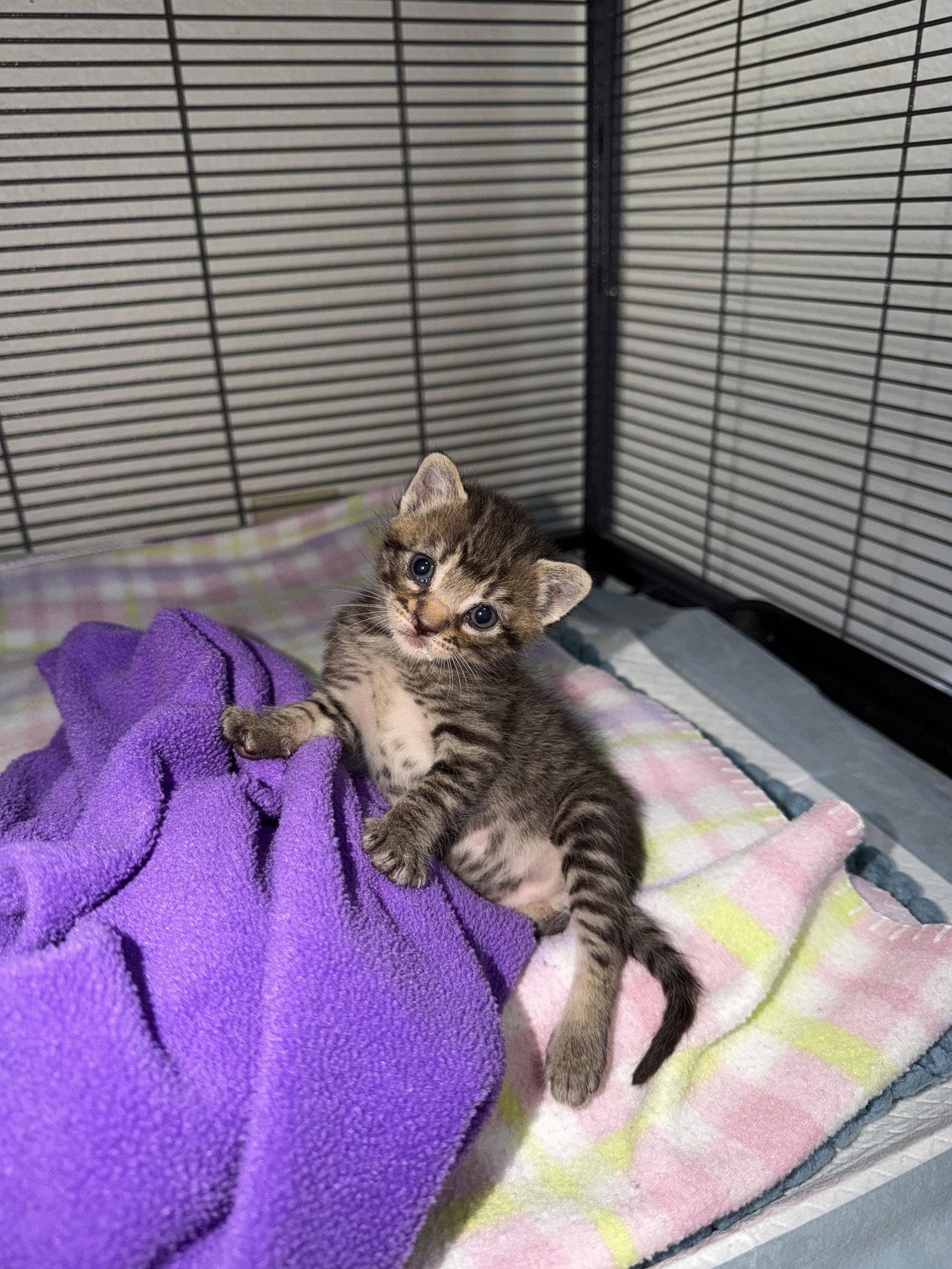 Rudy, Adoptable, Young Male Domestic Short Hair.