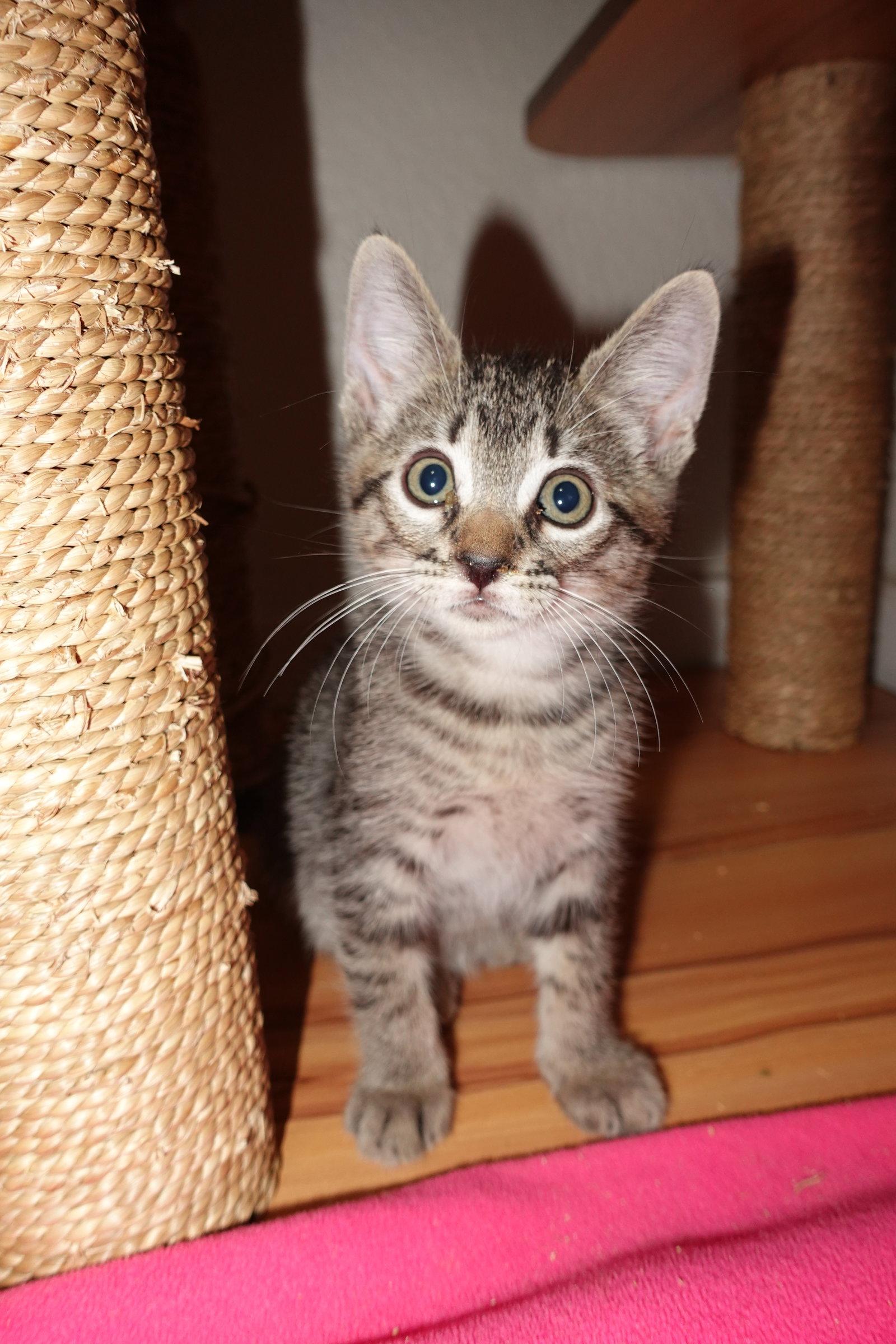 Rudy, a Adoptable Domestic Short Hair in Davis, CA image 2/3