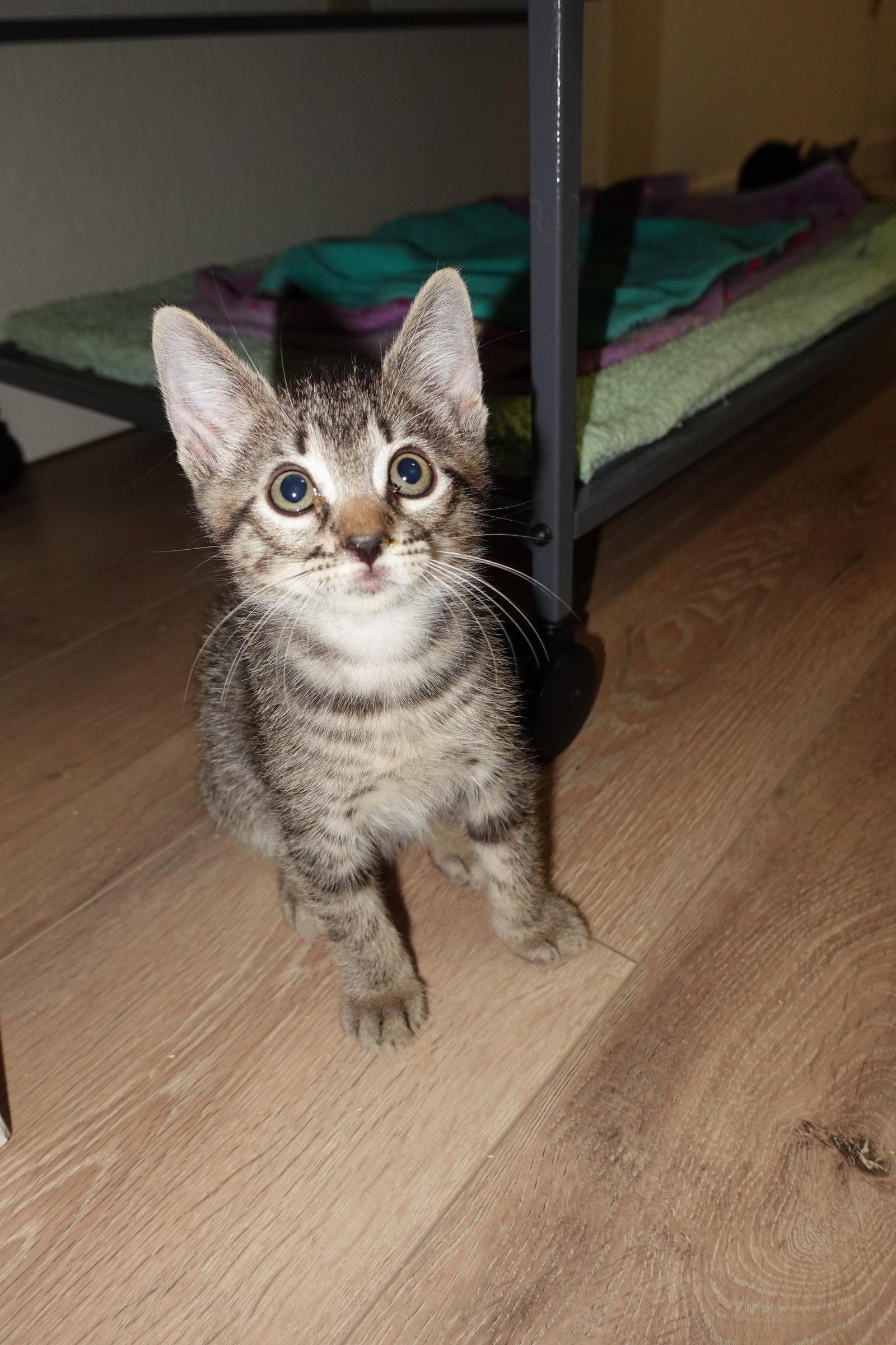 Rudy, a Adoptable Domestic Short Hair in Davis, CA image 3/3