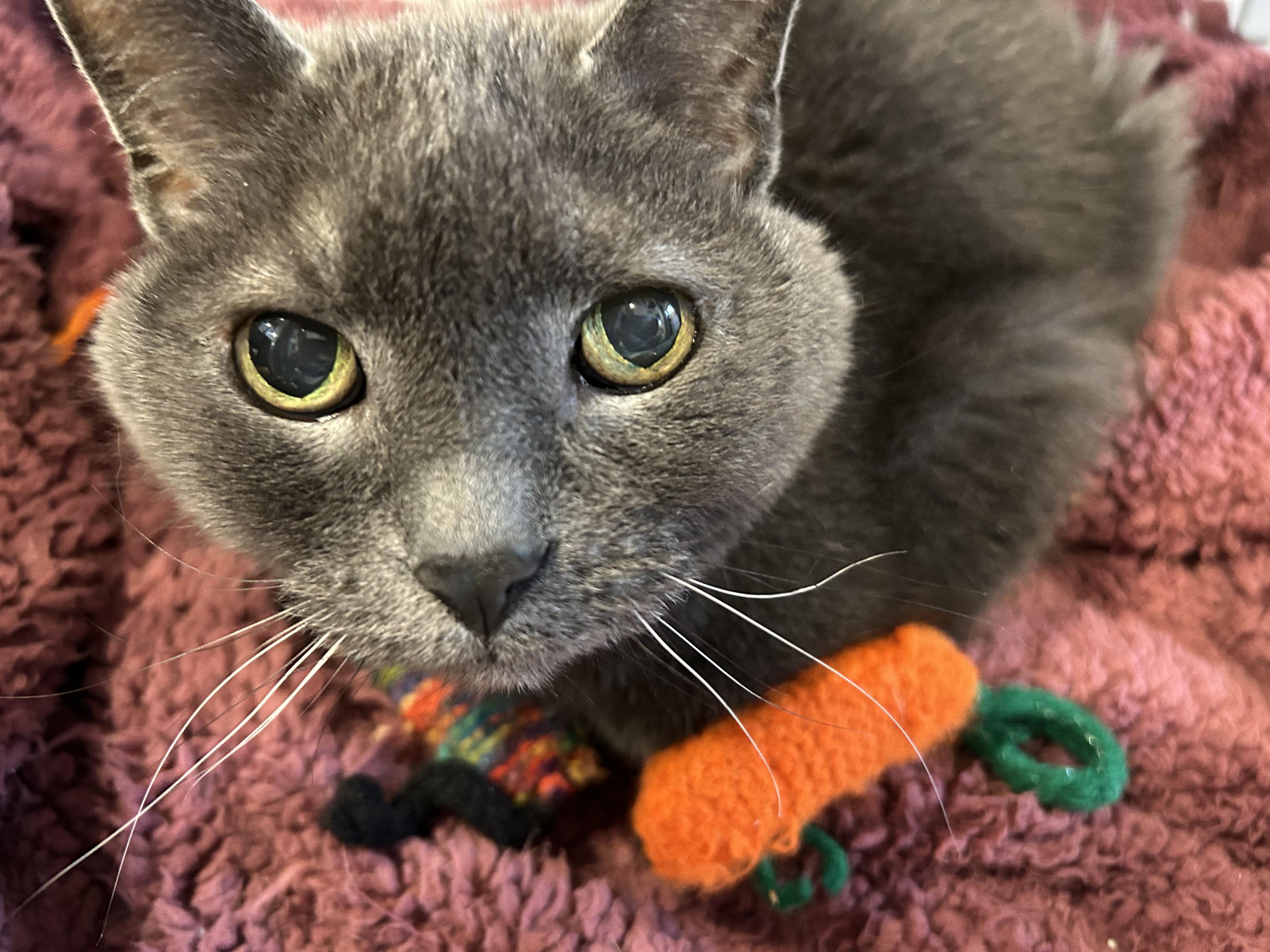 Baby, a ADOPTABLE Domestic Short Hair in Brantford, ON image 2/6