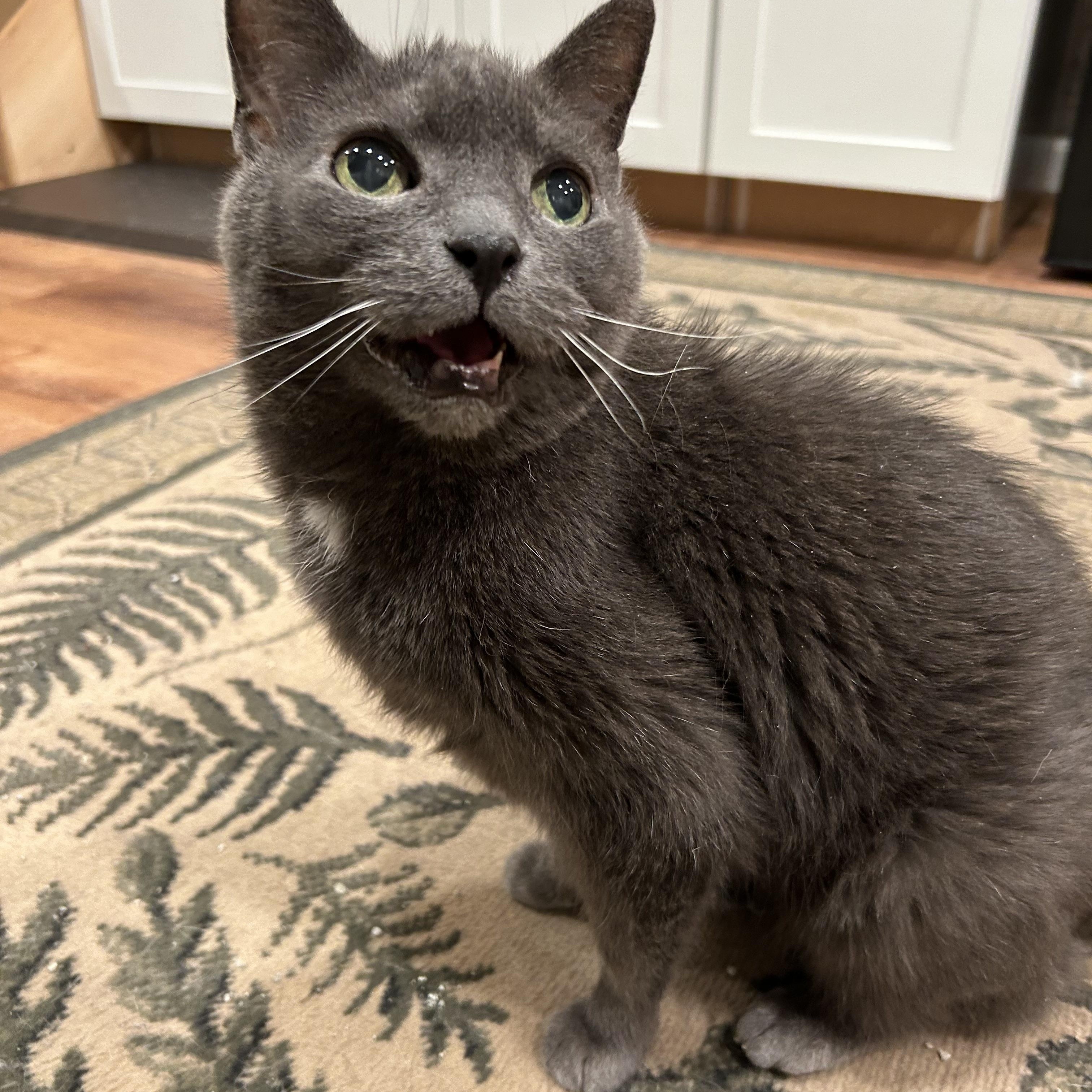 Baby, ADOPTABLE, Senior Female Domestic Short Hair.