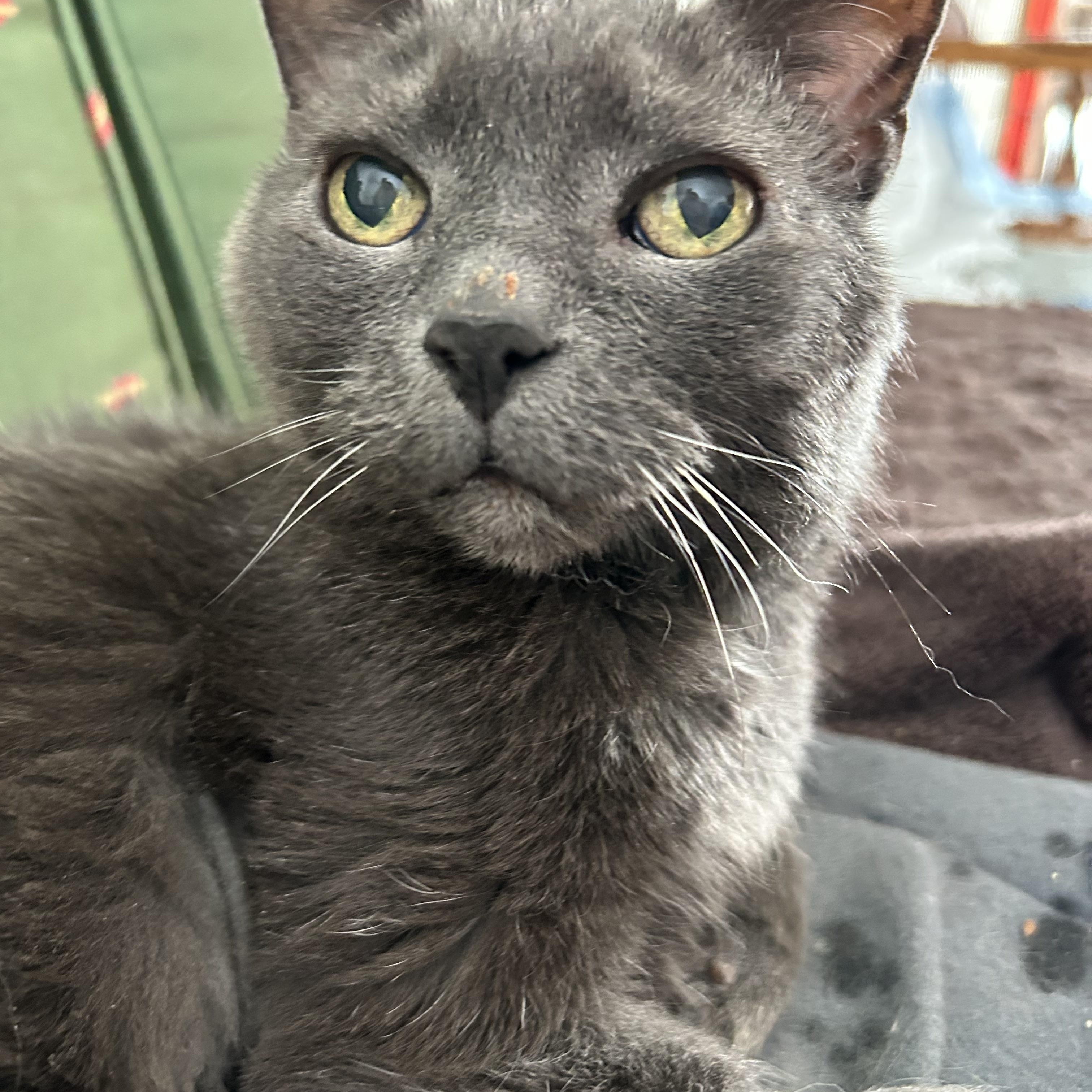 Baby, a ADOPTABLE Domestic Short Hair in Brantford, ON image 5/6