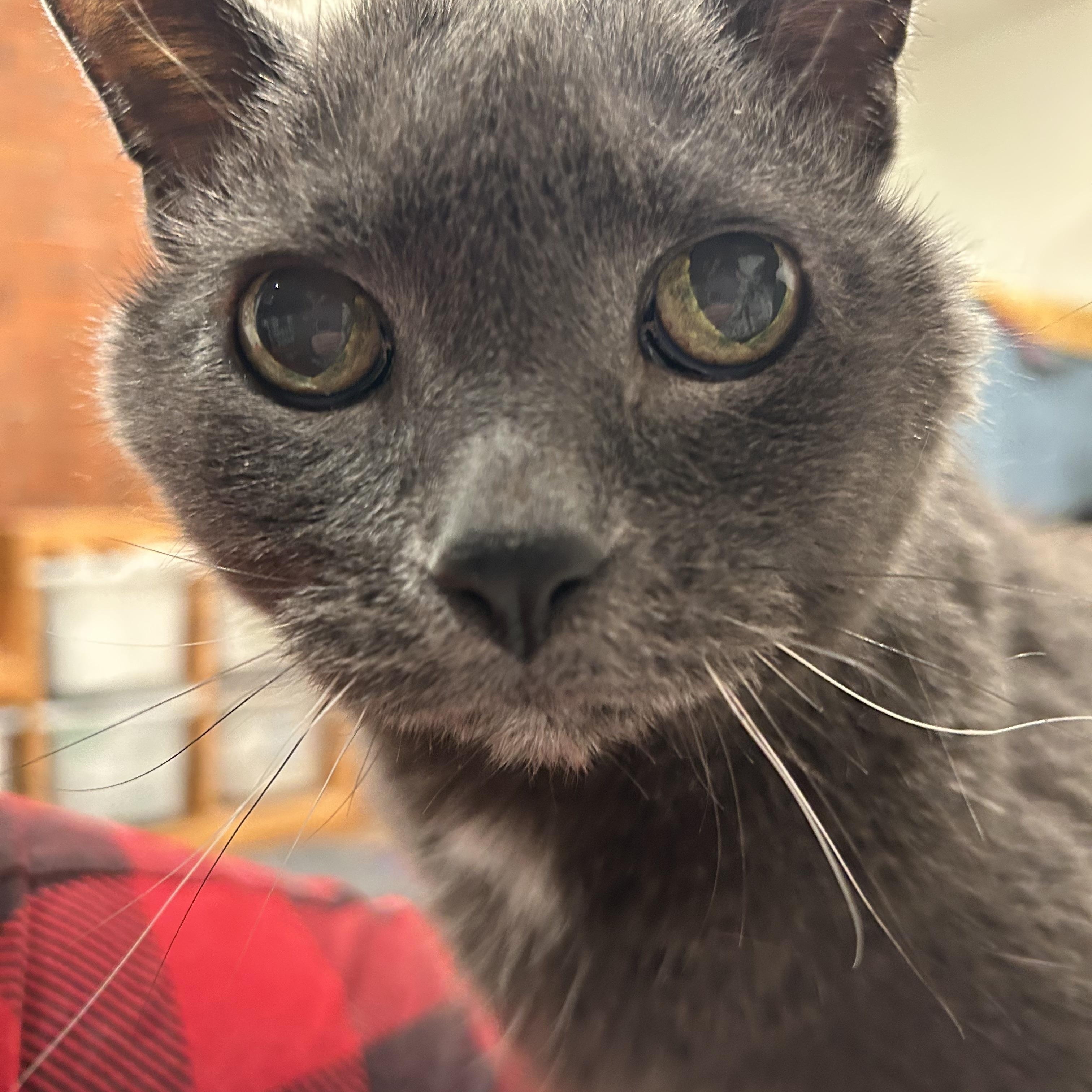 Baby, a ADOPTABLE Domestic Short Hair in Brantford, ON image 3/6