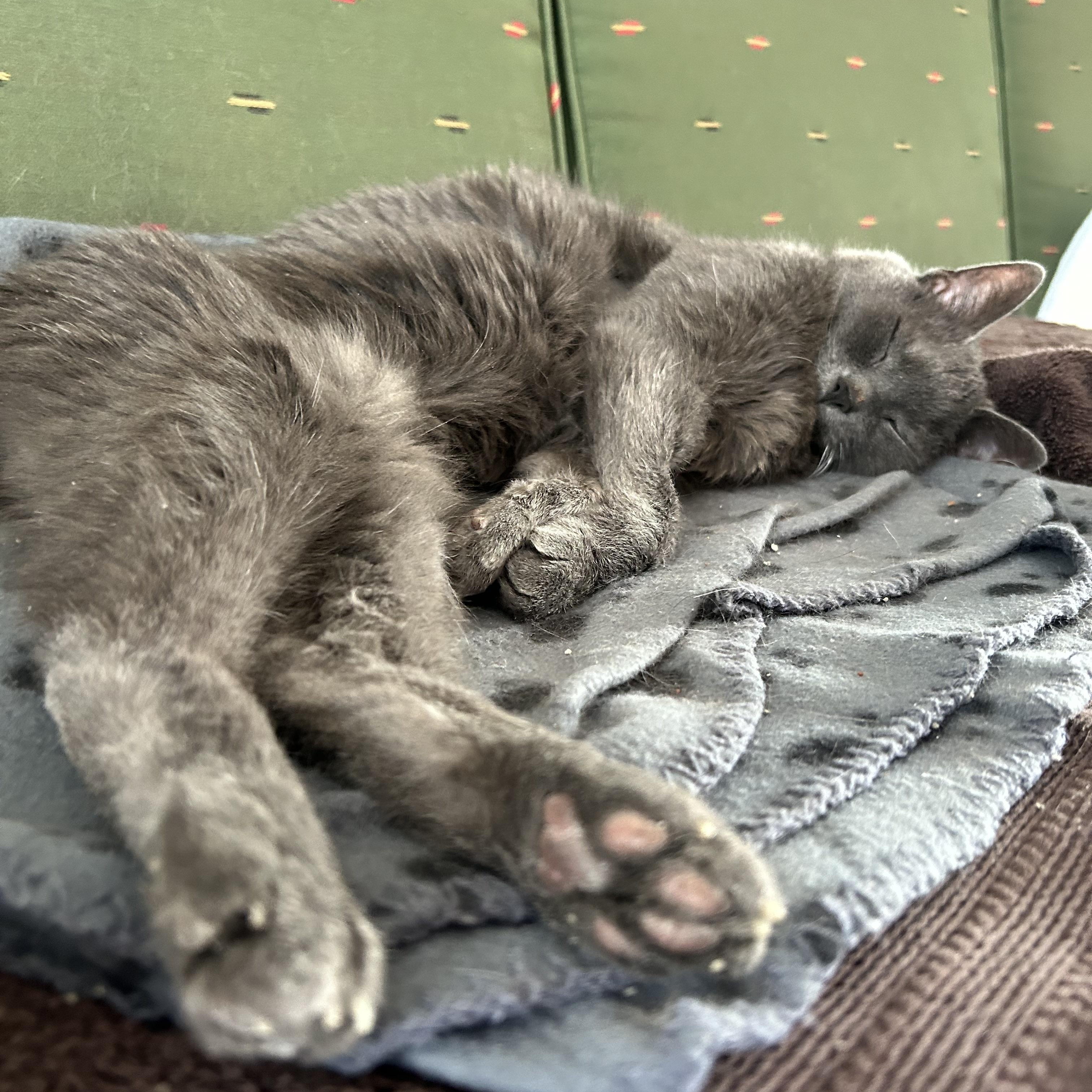 Baby, a ADOPTABLE Domestic Short Hair in Brantford, ON image 4/6