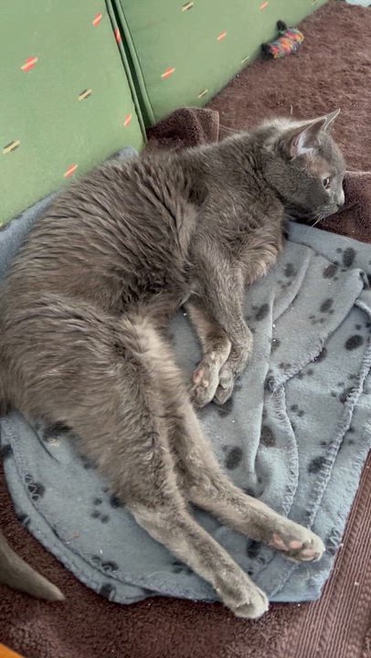 Enlarge Baby, a ADOPTABLE Domestic Short Hair in Brantford, ON video 6/6