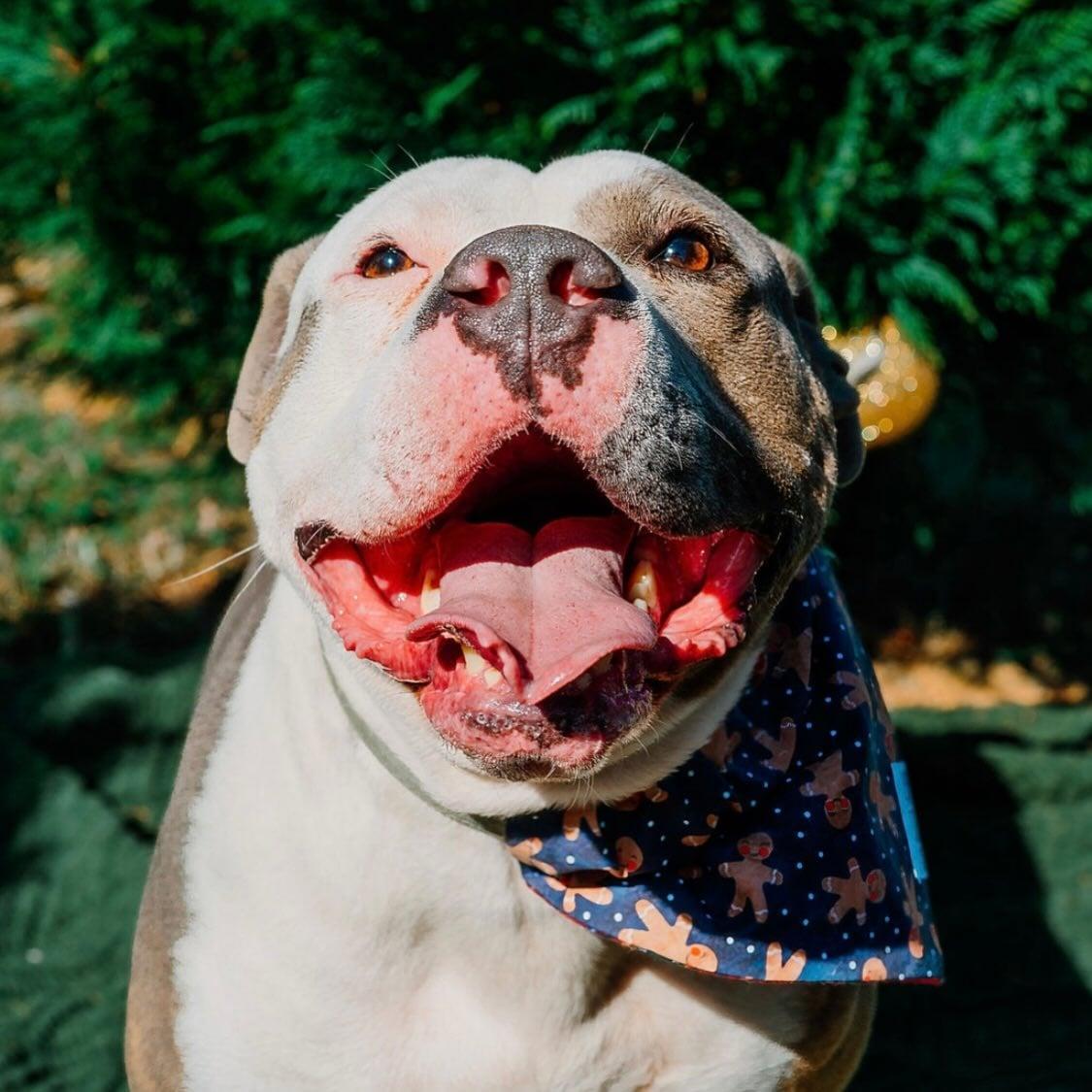 Big Mac, a Adoptable mixed breed in Rock Hill, SC image 2/6