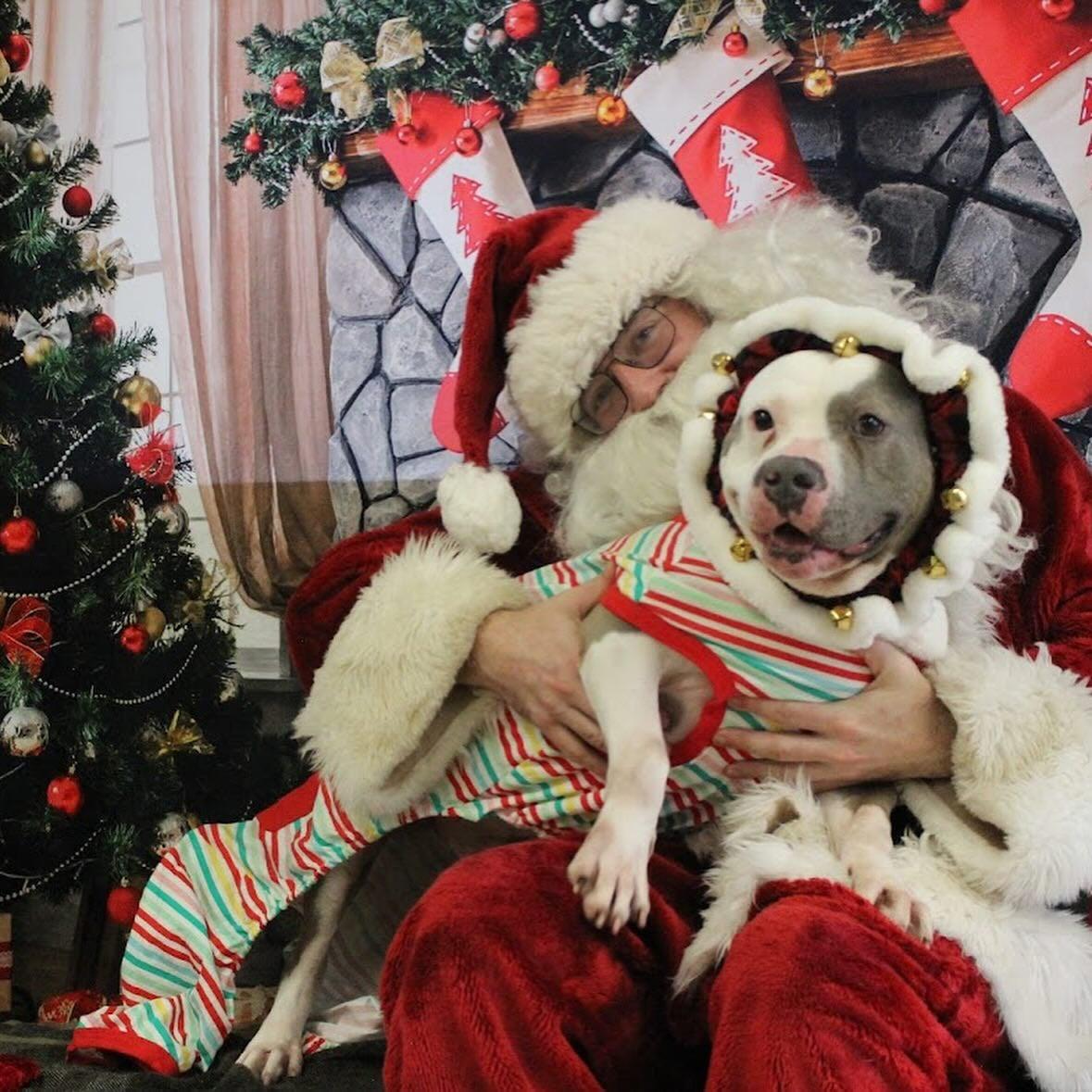 Big Mac, a Adoptable mixed breed in Rock Hill, SC image 4/6