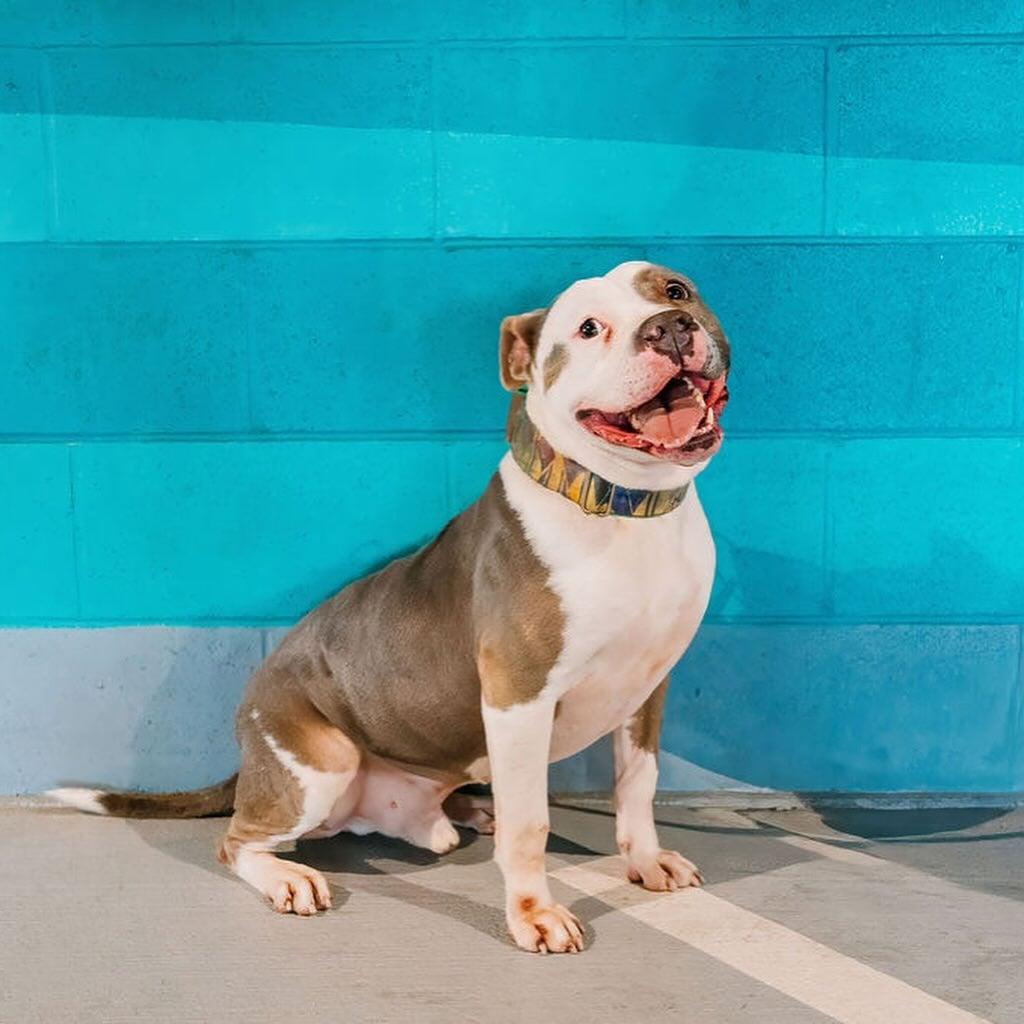 Big Mac, a Adoptable mixed breed in Rock Hill, SC image 3/6