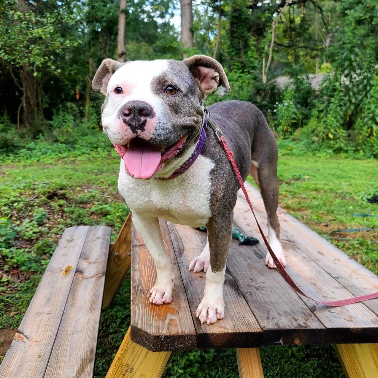 Big Mac, a Adoptable mixed breed in Rock Hill, SC image 1/6