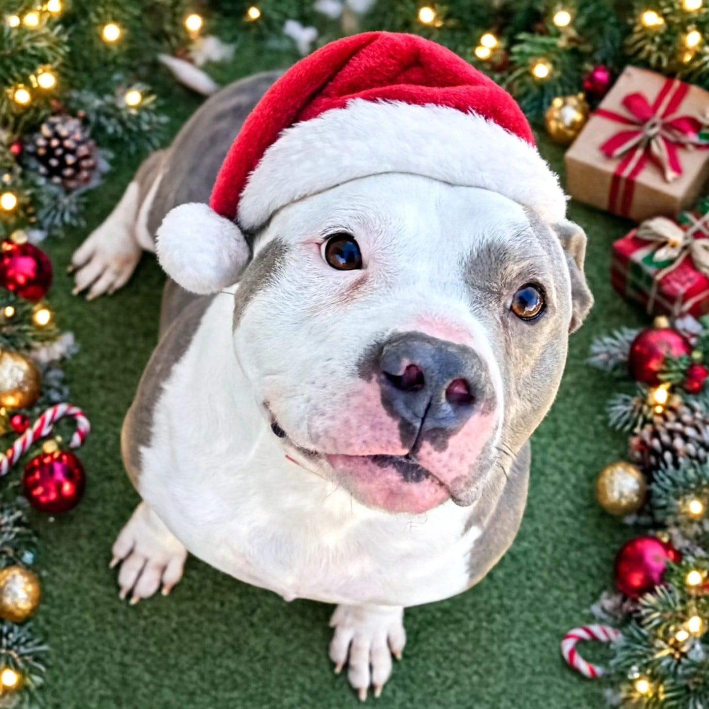 Big Mac, a Adoptable mixed breed in Rock Hill, SC image 5/6