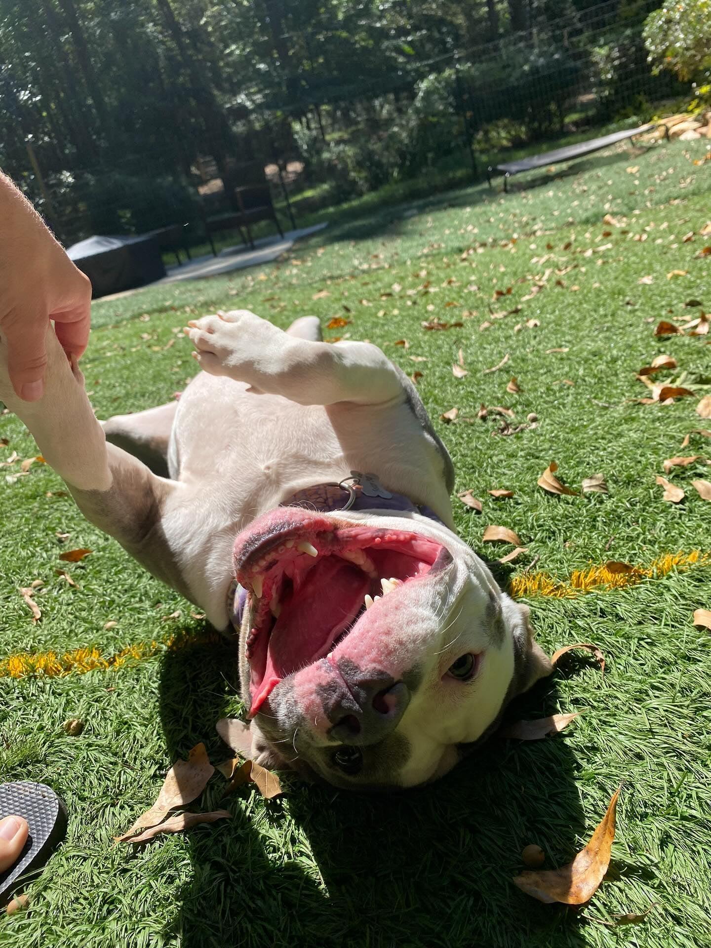 Big Mac, a Adoptable mixed breed in Rock Hill, SC image 6/6