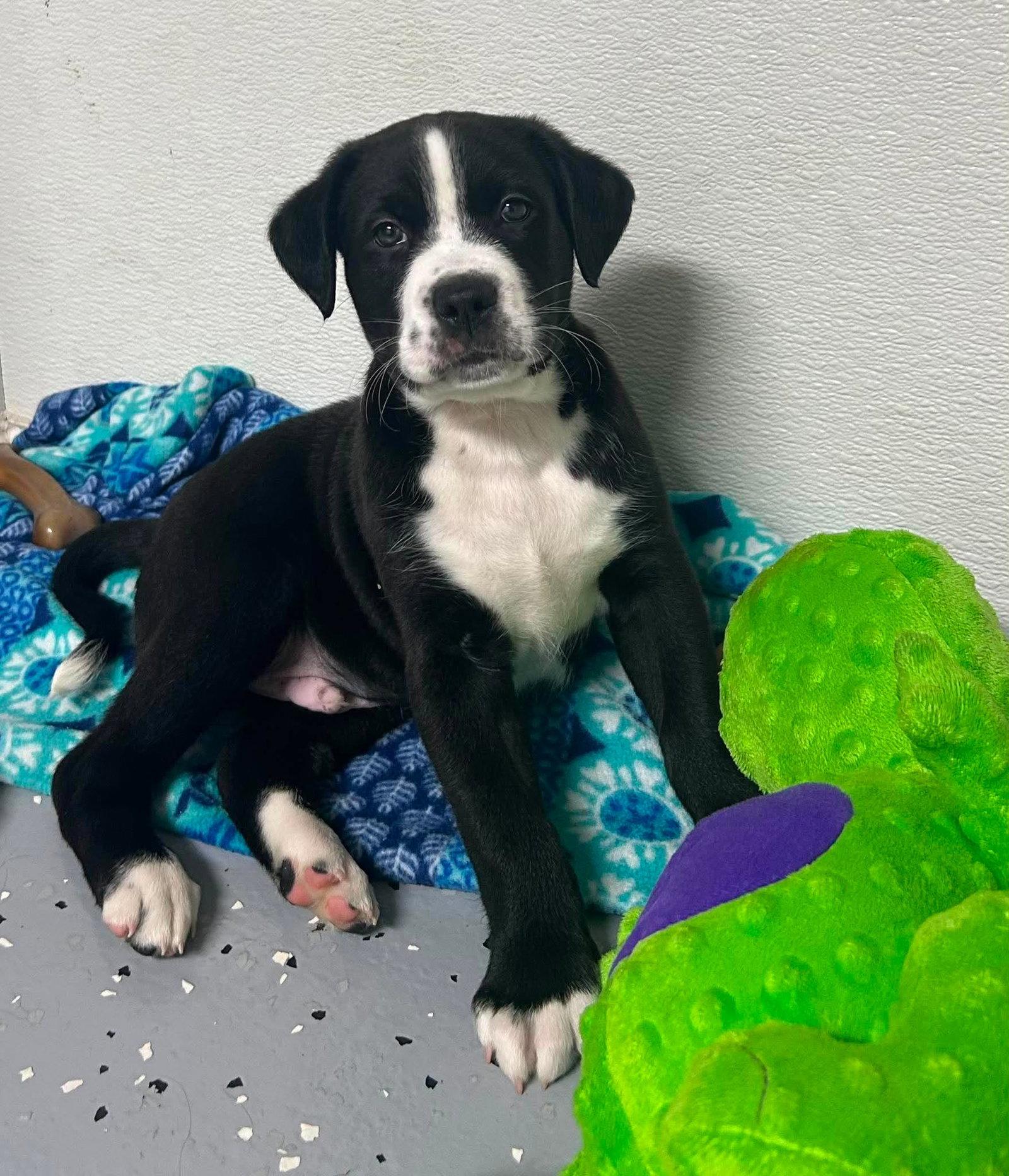 Goose, a Adoptable mixed breed in Fenton, MO image 1/3
