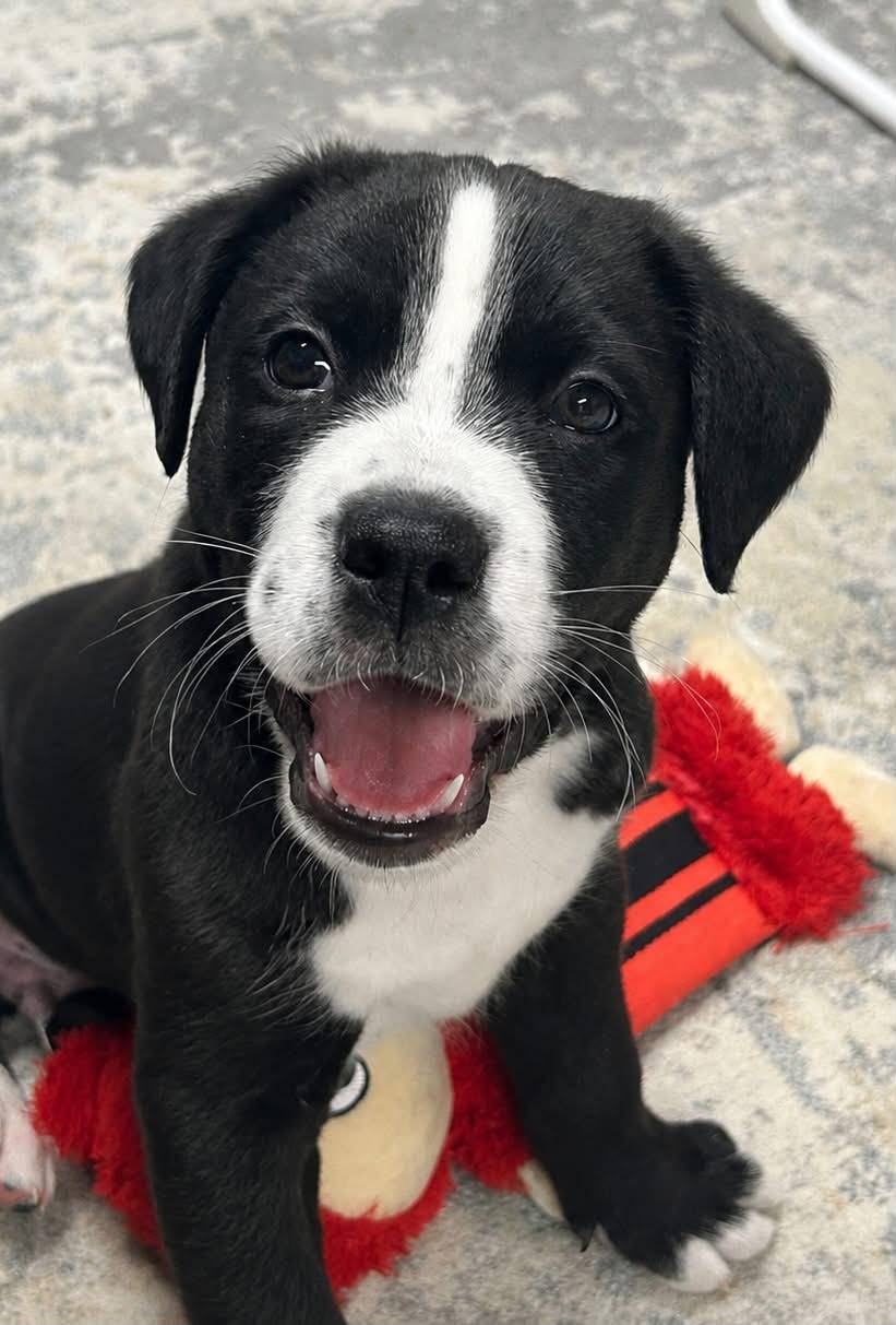 Goose, a Adoptable mixed breed in Fenton, MO image 2/3