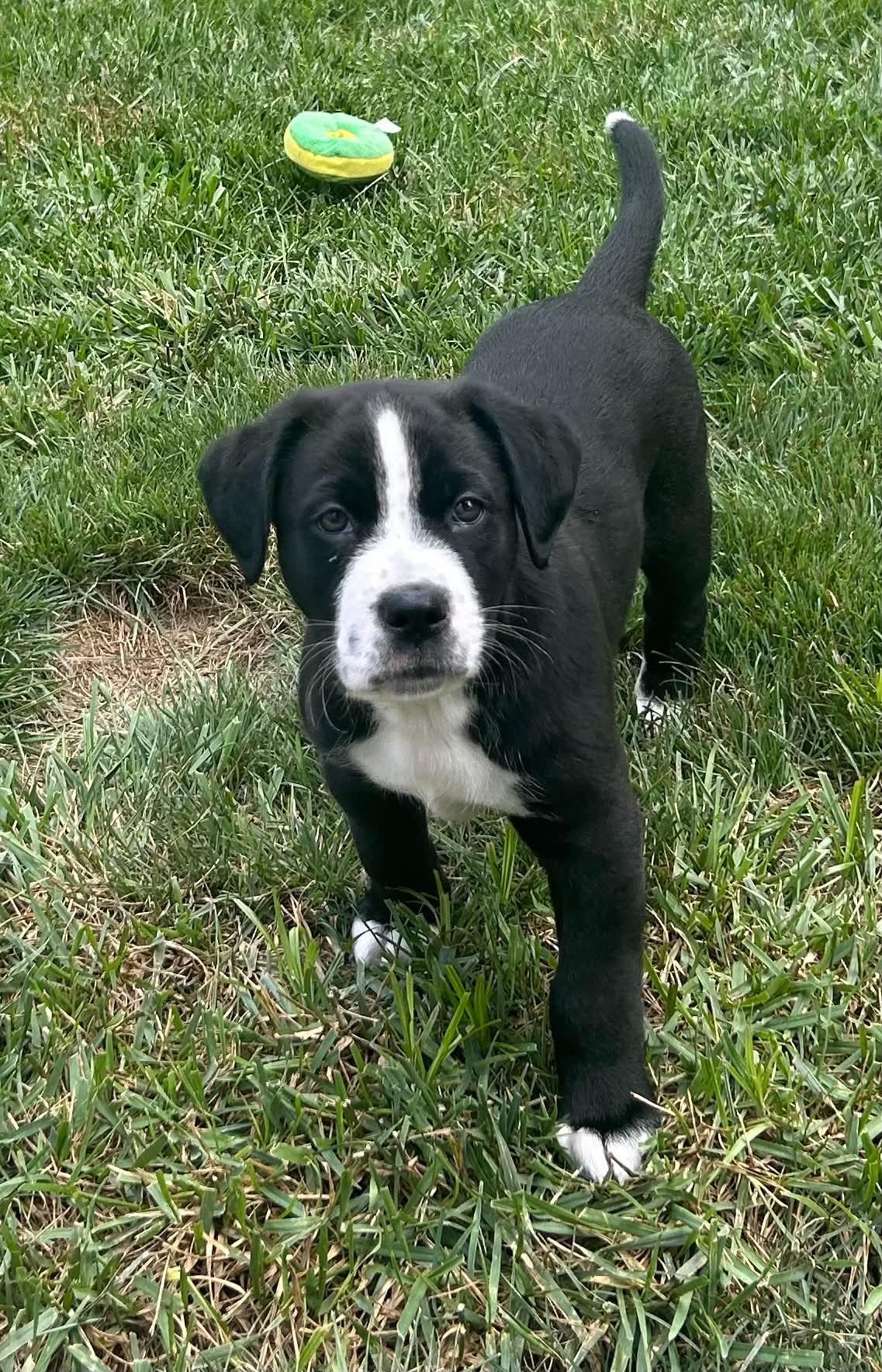 Goose, a Adoptable mixed breed in Fenton, MO image 3/3