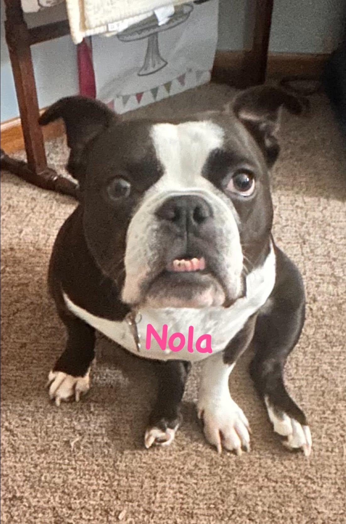 Enlarge Nola of Nola and Finn, a Adoptable English Bulldog in Lewis Center, OH image 1/3